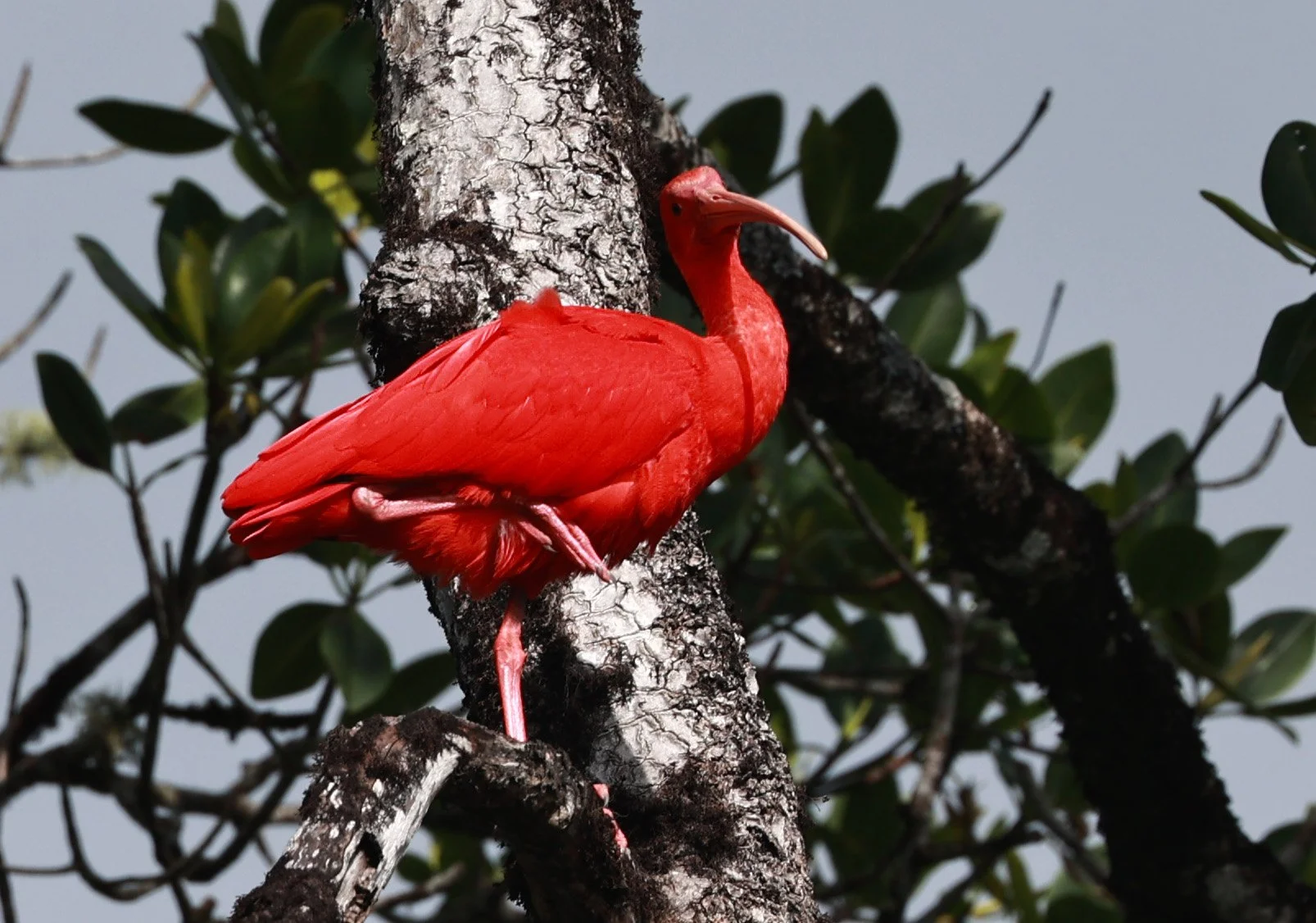 Scarlet Ibis (Eudocimus ruber) Superagüi National Park