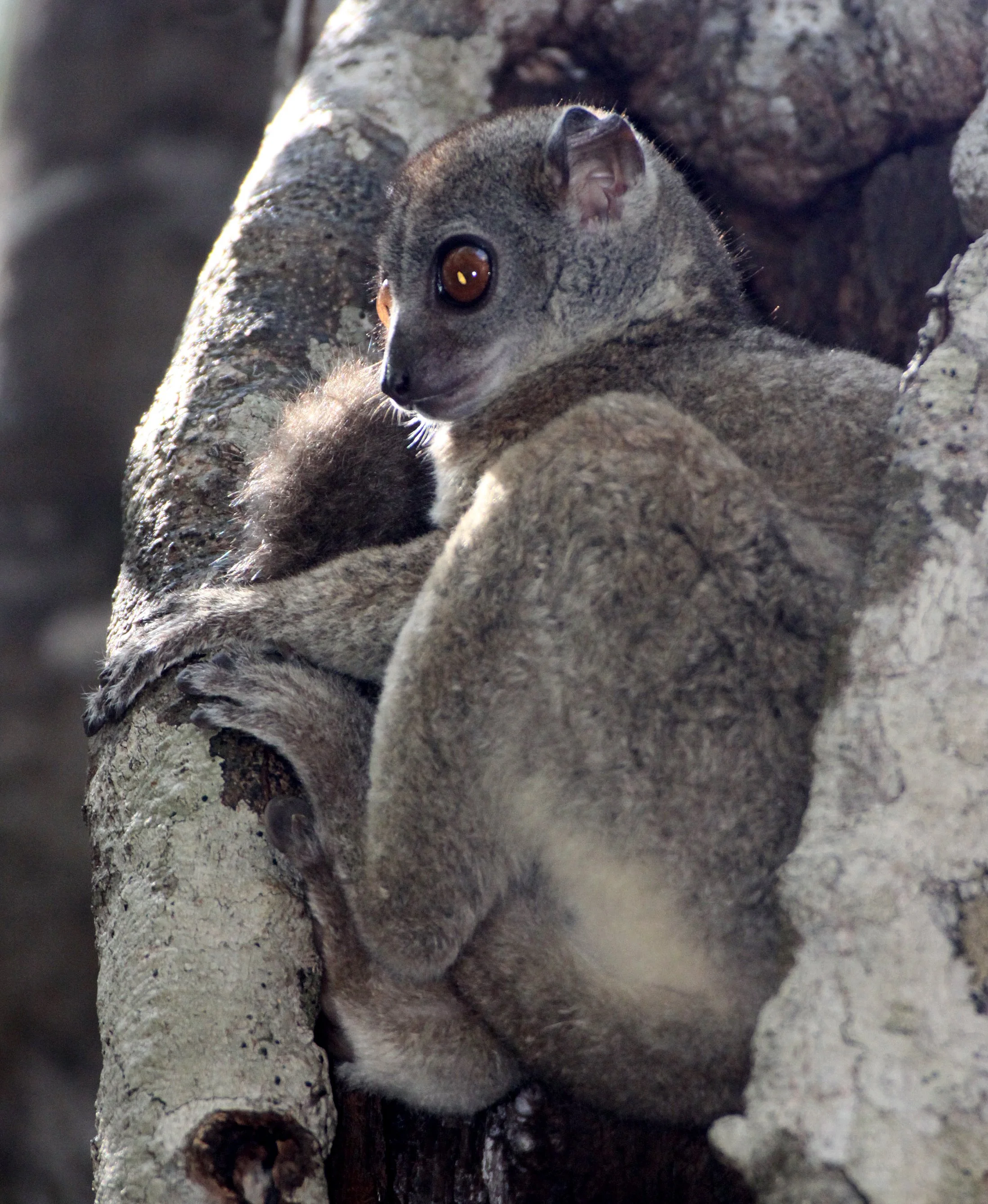 LEPILEMURIDAE - Lepilemur septentrionalis - SAHAFARY SPORTIVE LEMUR - ANKARANA NATIONAL PARK MADAGASCAR (25).JPG