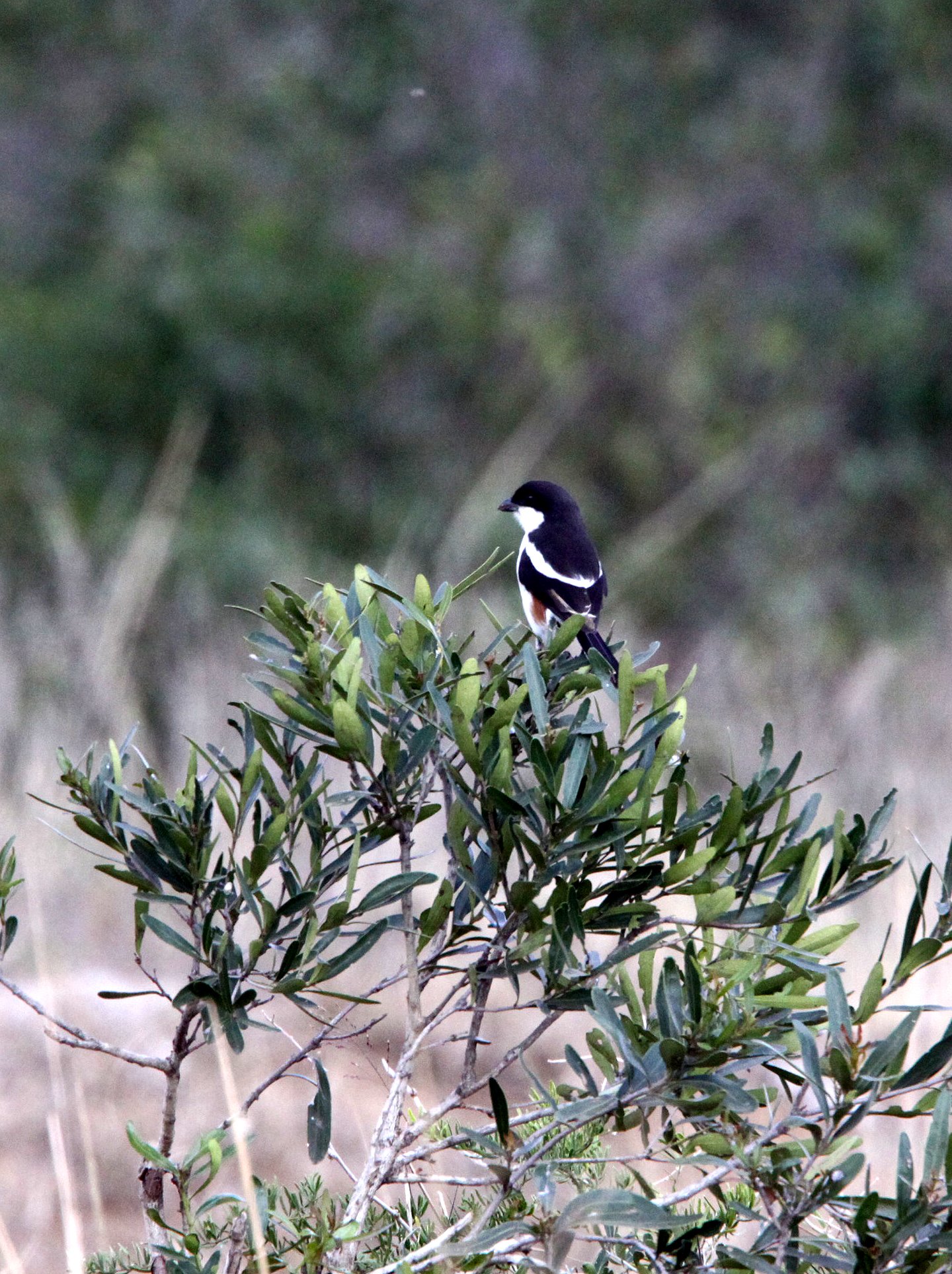 Southern Boubou (Laniarius ferrugineus) Imfolozi NP South Africa (1).JPG