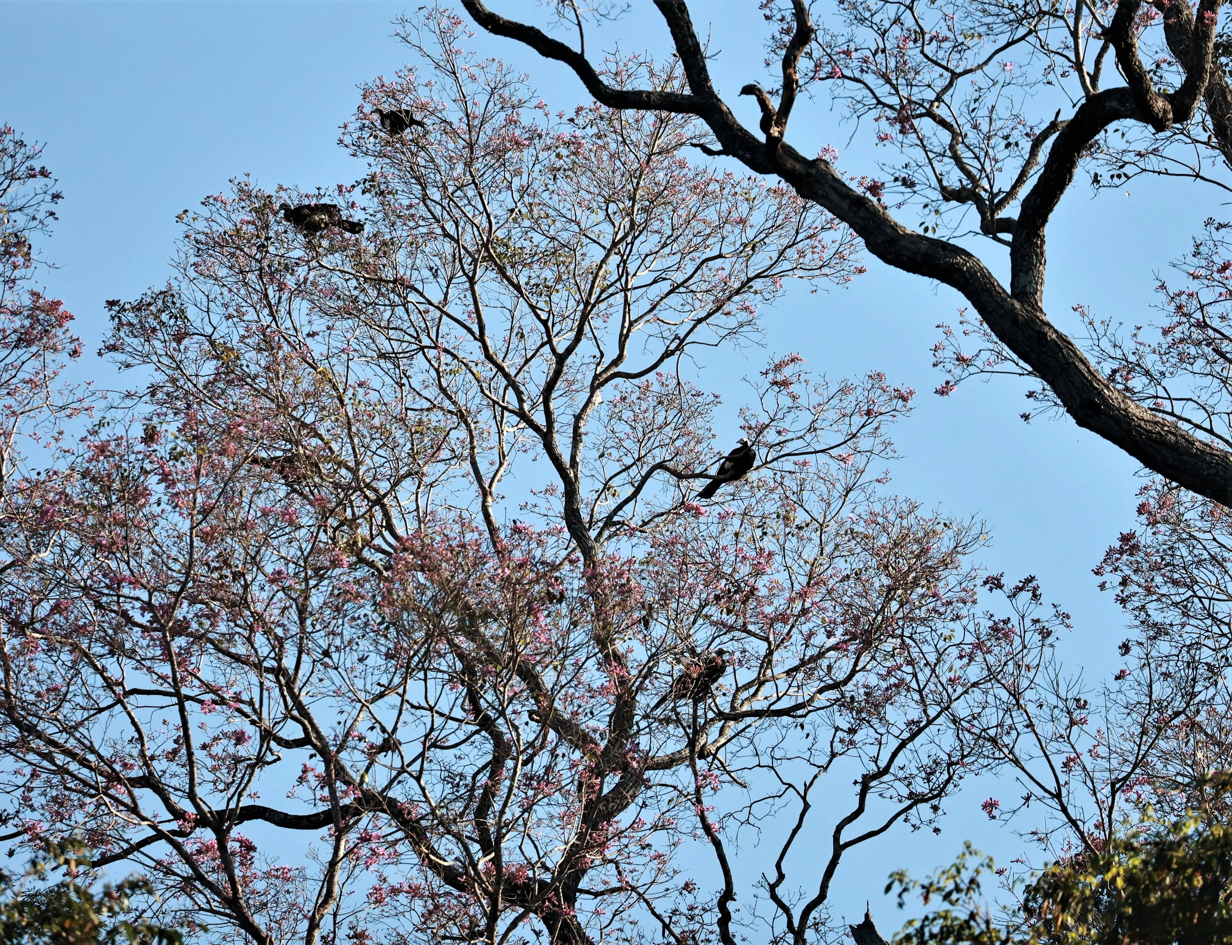 Guan - White-throated Piping Guan - Pipile grayi - Pousada Aguape - Fazenda São José Zona Rural, Aquidauana, Mato Grosso do Sul, Brazil (2).JPG