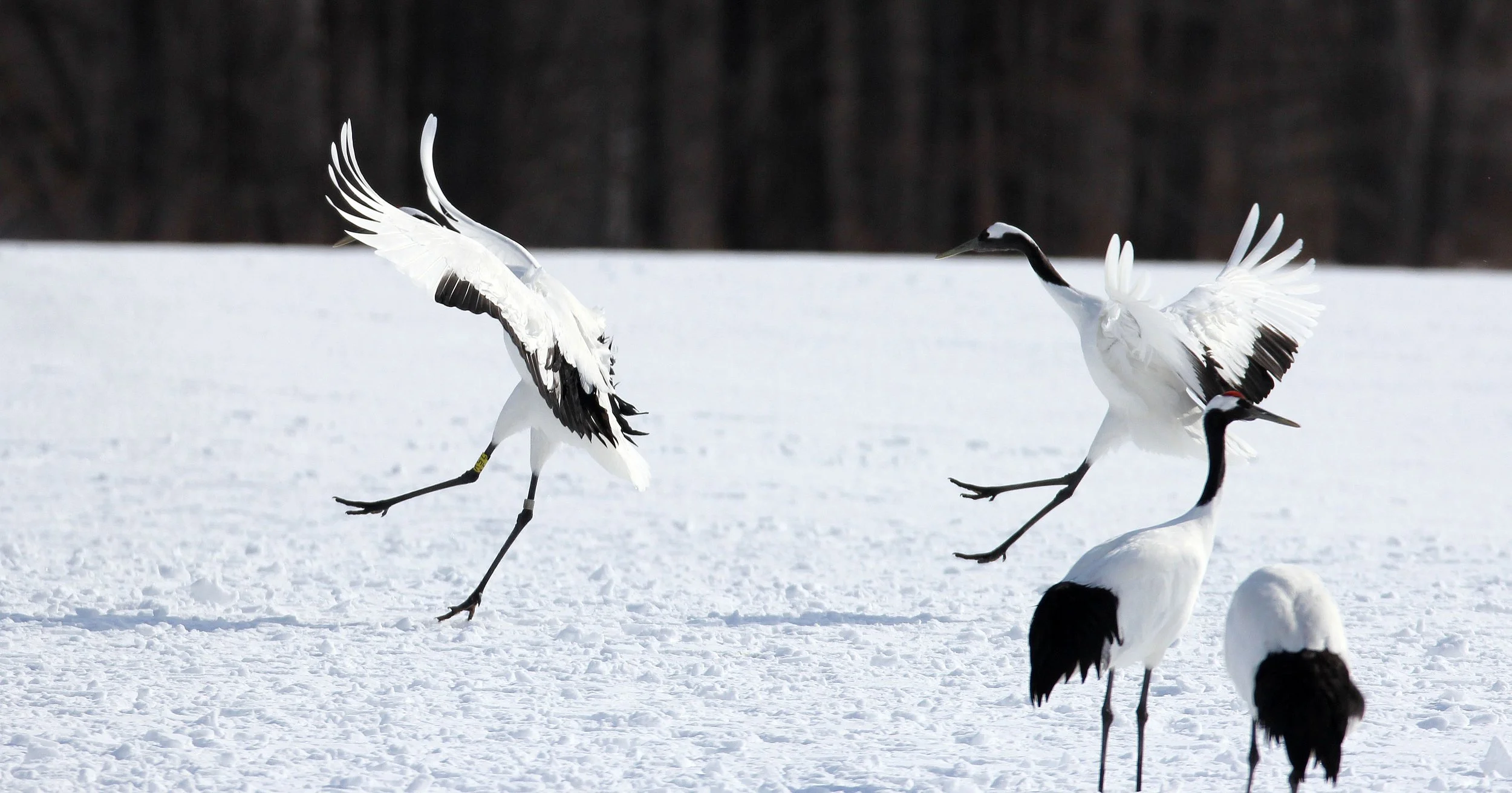 BIRD - CRANE - JAPANESE RED-CROWN CRANE - TSURUI CRANE CENTER - HOKKAIDO JAPAN (52).JPG