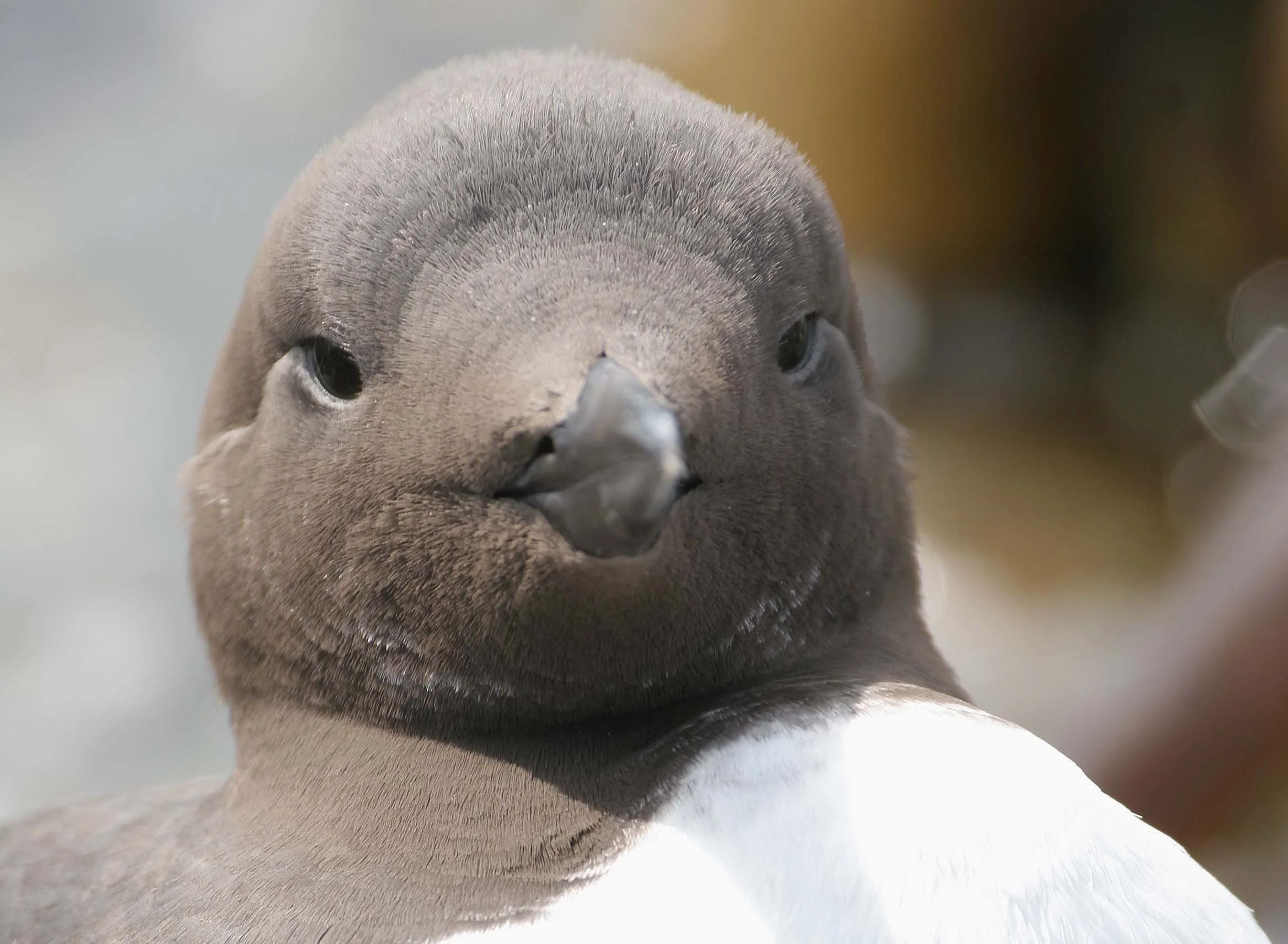 Uria aalge - COMMON MURRE - FRESHWATER BAY (15).jpg