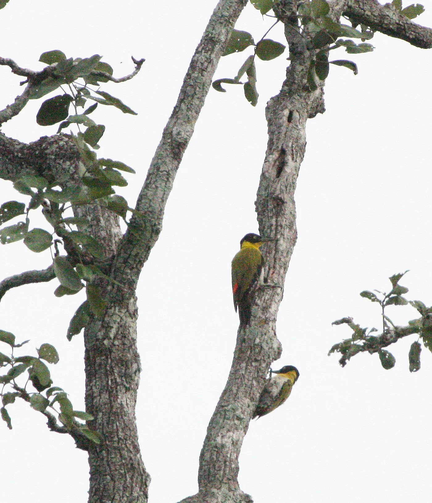 WOODPECKER - BLACK-HEADED WOODPECKER - Picus erythropygius - HUAI KHA KHAENG NWS THAILAND (25).JPG