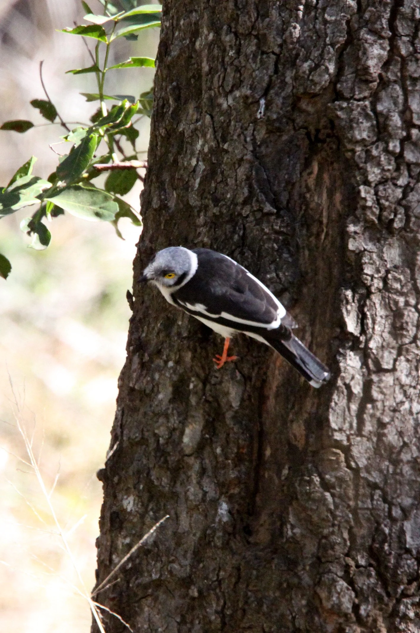 White-crested Helmet-shrike (Prionops plumatus) Imfolozi NP South Africa (4).JPG