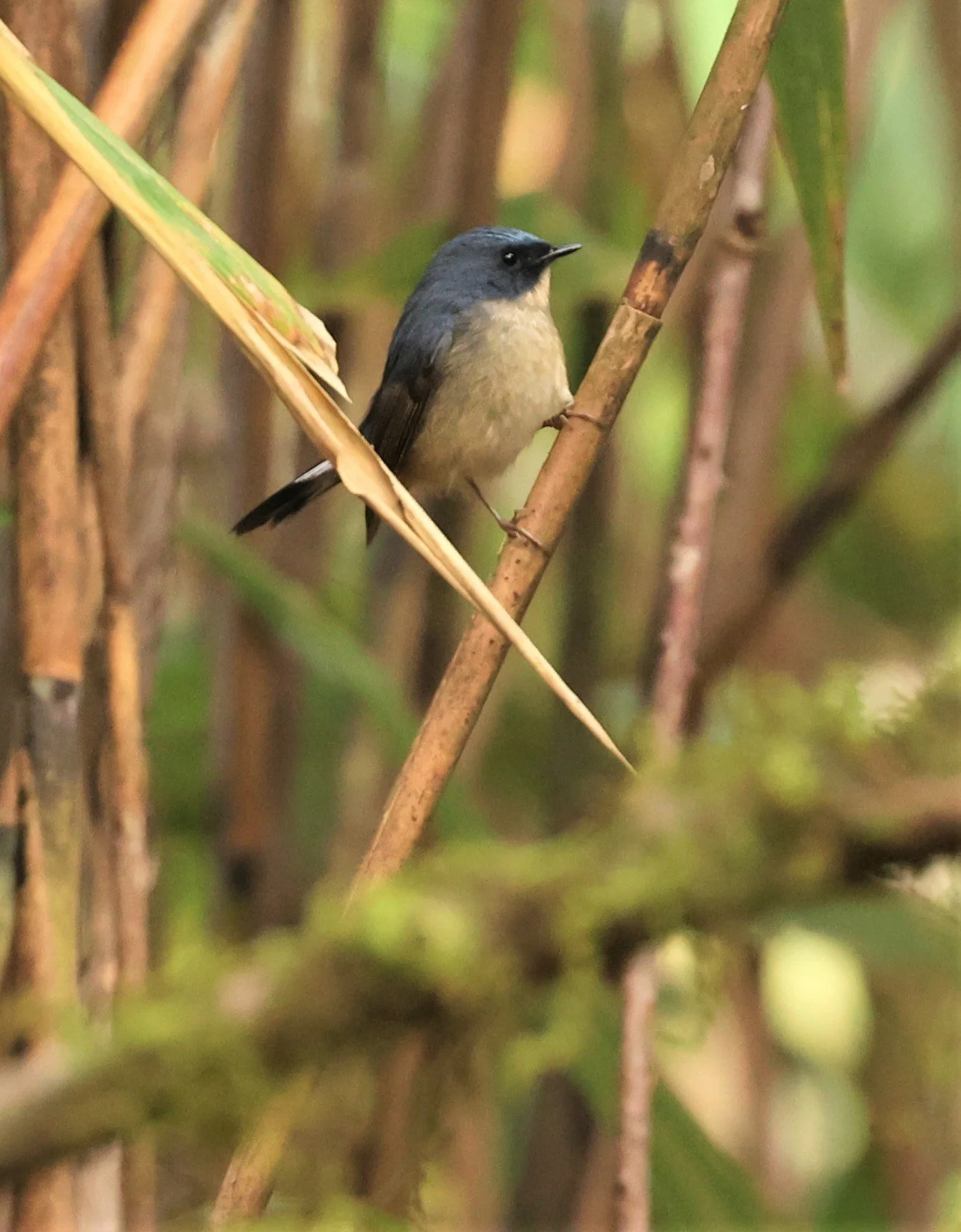 FLYCATCHER - SLATY-BLUE FLYCATCHER - Ficedula tricolor - DOI LANG WEST, DOI PHA HOM POK NP, CHIANG MAI DEC 2021 (36).jpg
