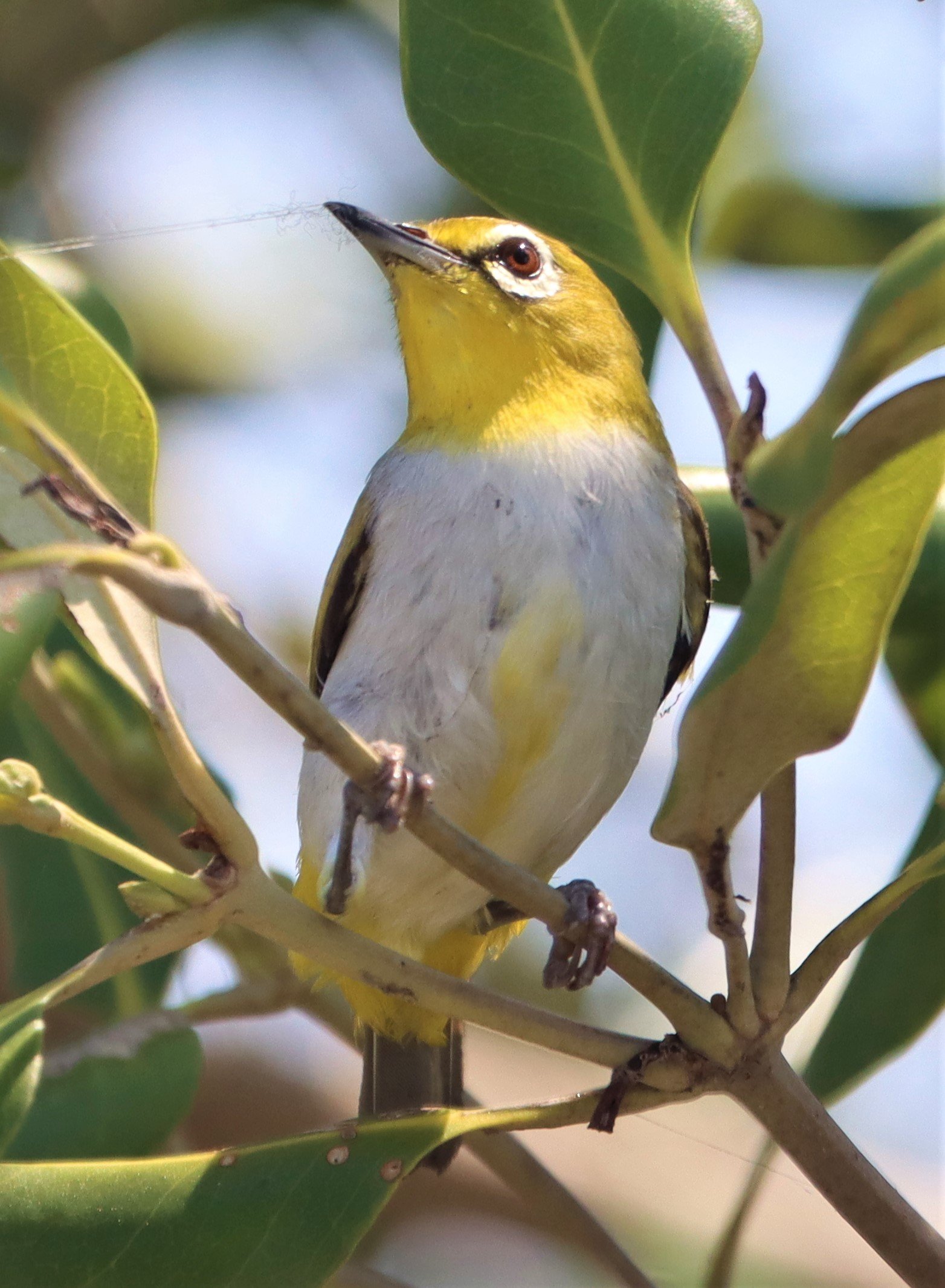 Swinhoe's White-eye (Zosterops simplex) Bang Pakong Salt Pans, Chachoengsao Thailand (4).jpg