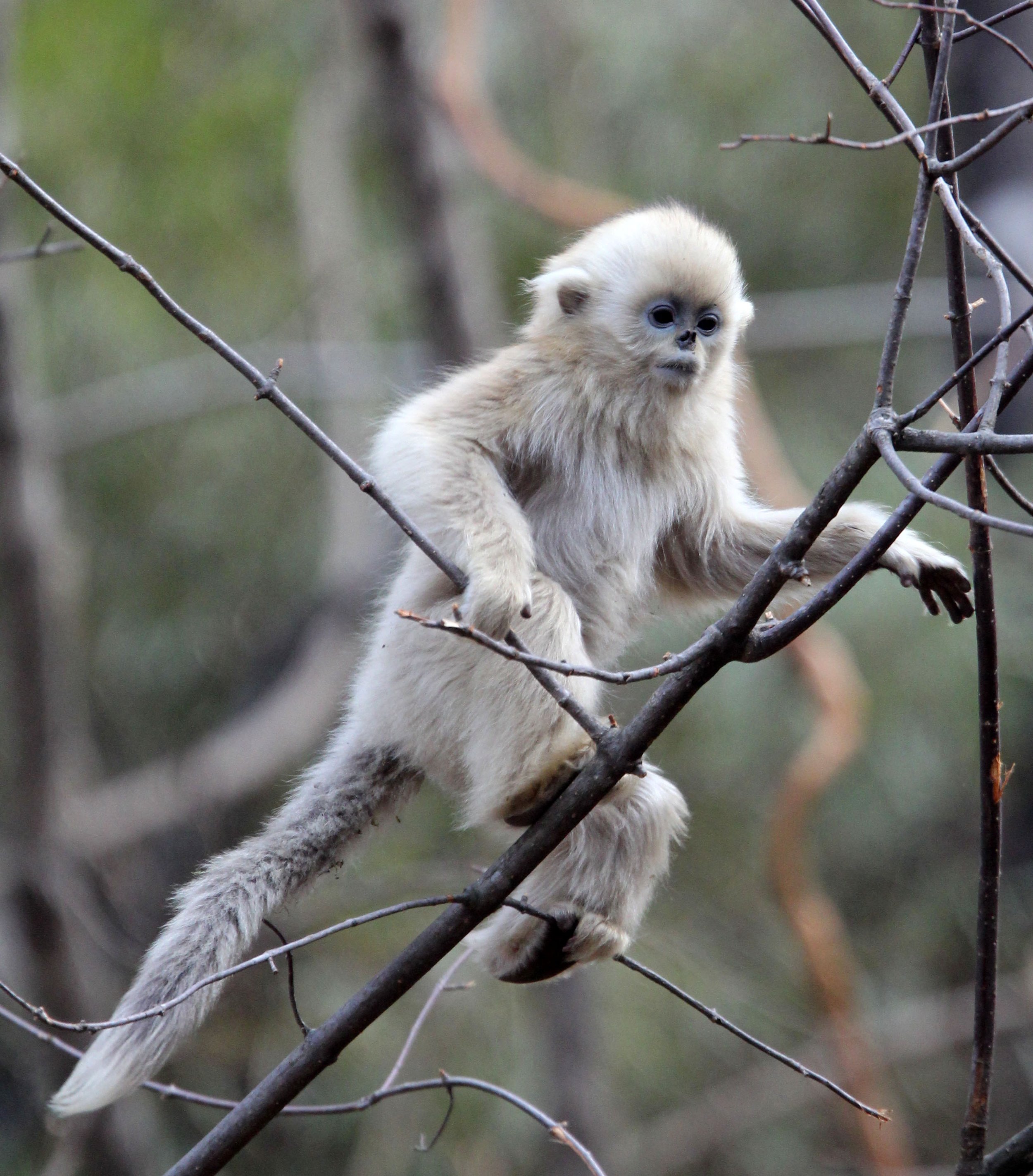 CERCOPITHECIDAE - Rhinopithecus roxellana qinlingensis - QINLING GOLDEN SNUB-NOSED MONKEY - FOPING NATURE RESERVE, SHAANXI CHINA (116).JPG