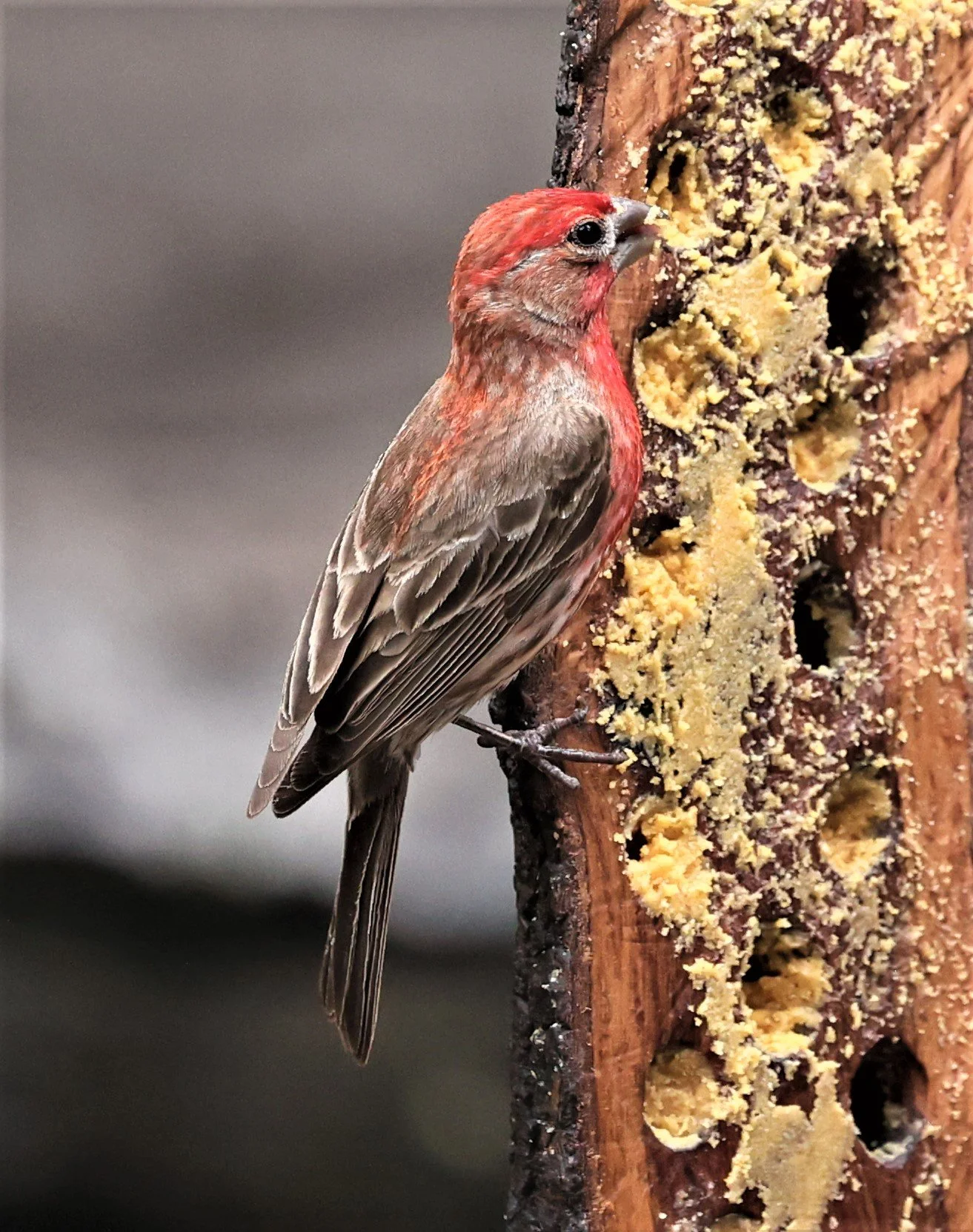 House Finch (Haemorhous mexicanus) Davis Mountains State Park, Texas (24).jpg