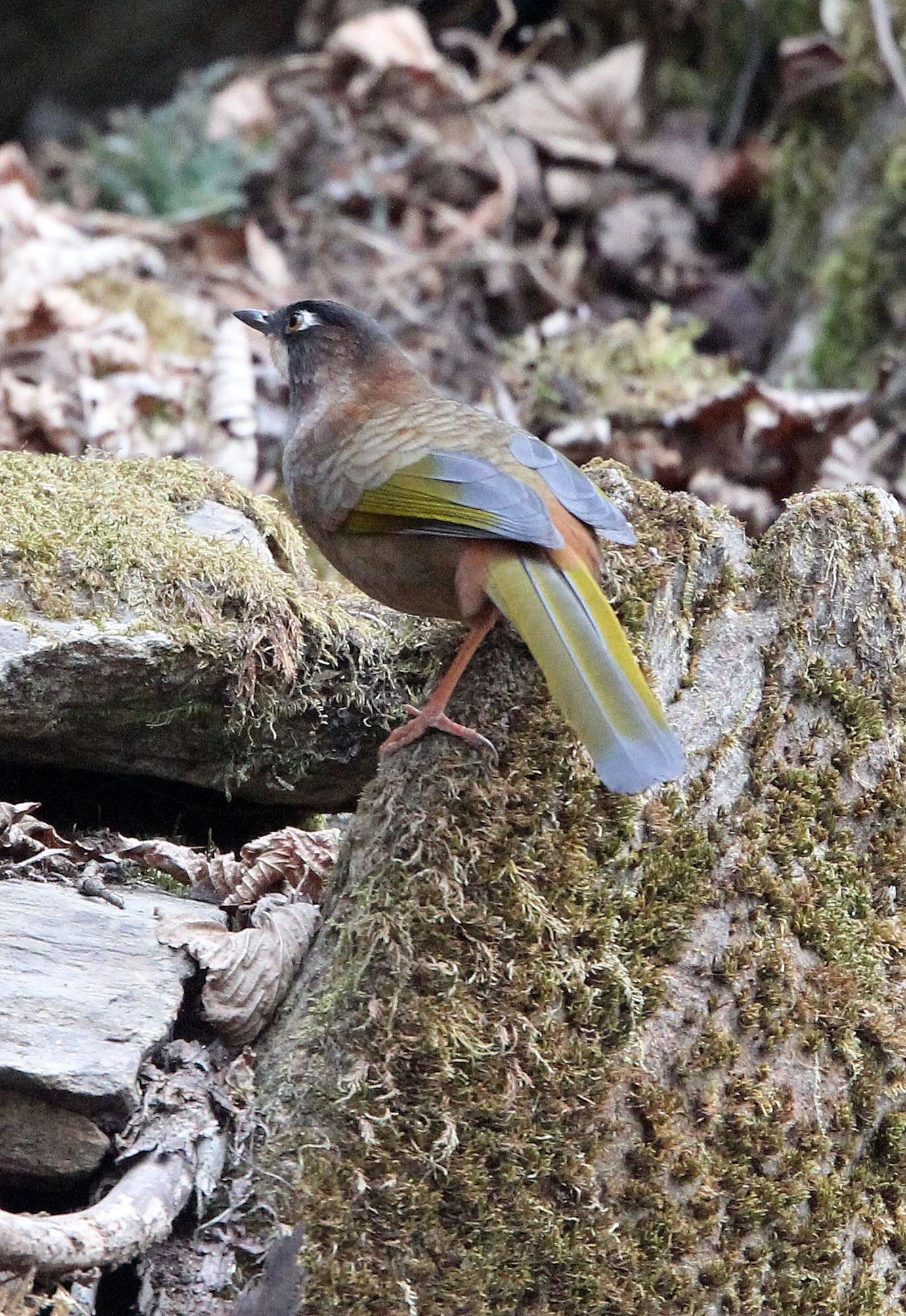 BIRD - LAUGHINGTHRUSH - BLACK-FACED LAUGHINGTHRUSH - TANGJIAHE NATURE RESERVE, SICHUAN CHINA (4).JPG