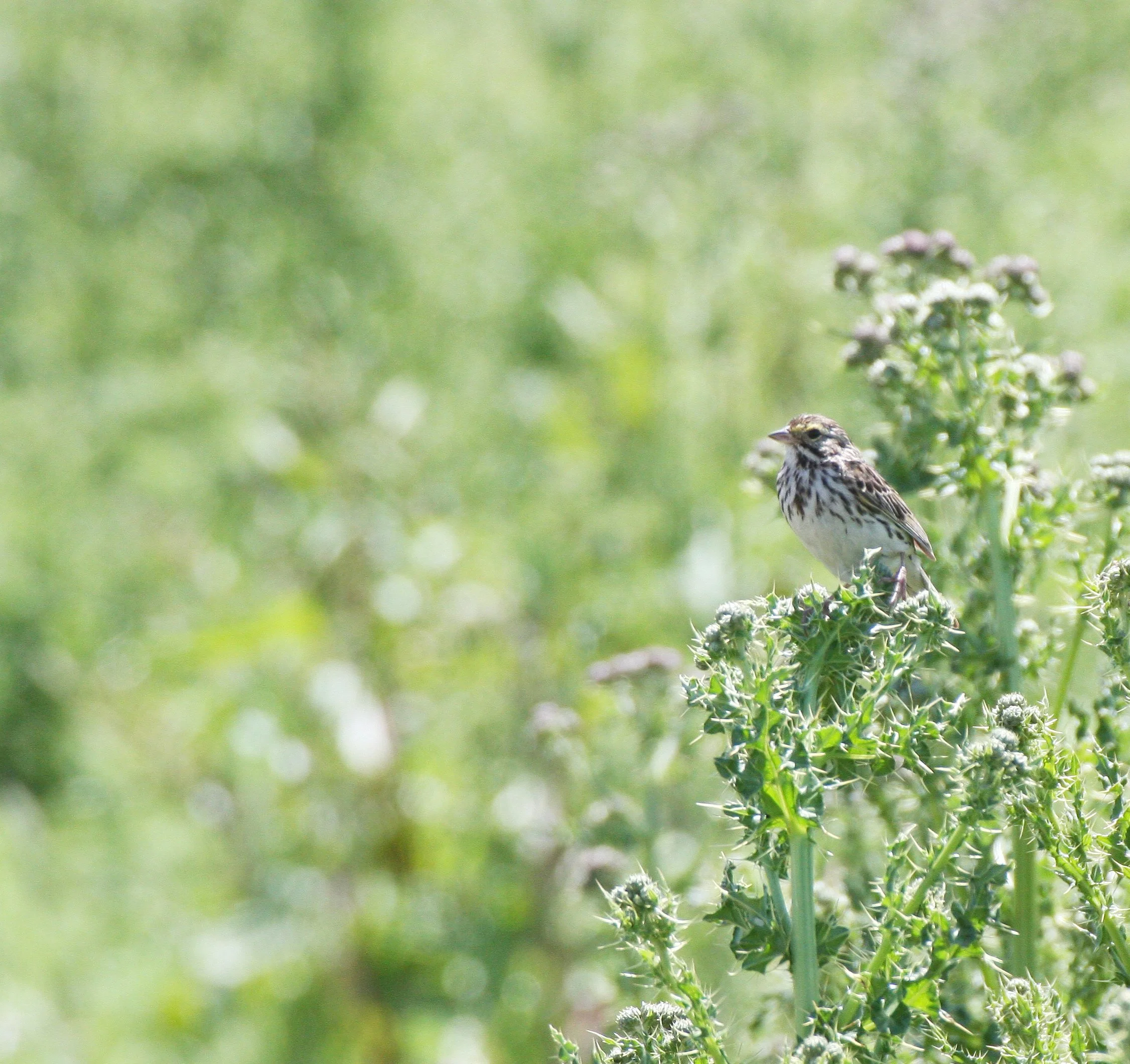 Savannah Sparrow (Passerculus sandwichensis) Ridgefield NWR Washington (10).JPG