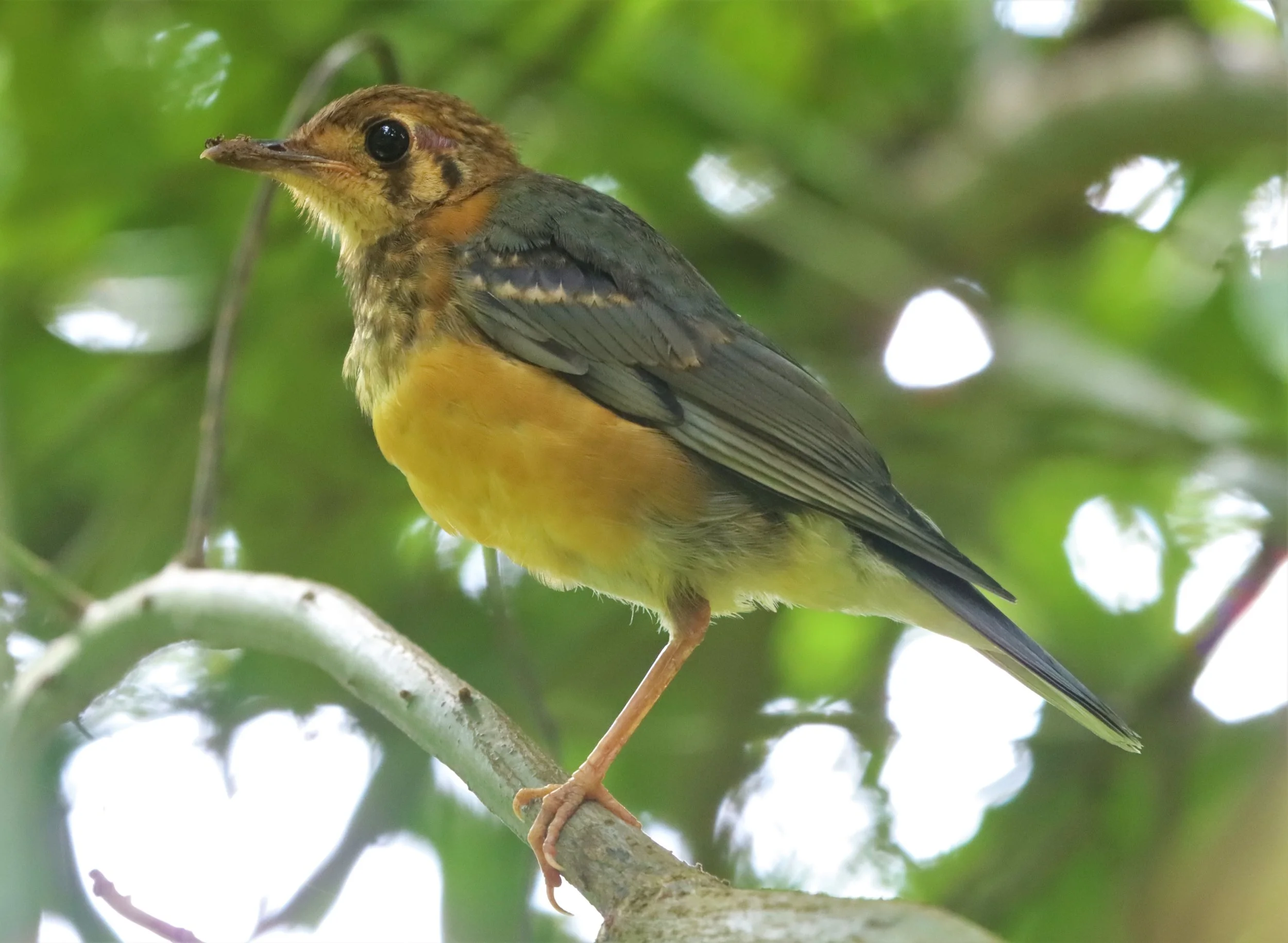 Orange-headed Thrush (Zoothera citrina) Doi Ang Kang Chiang Mai (26).jpg