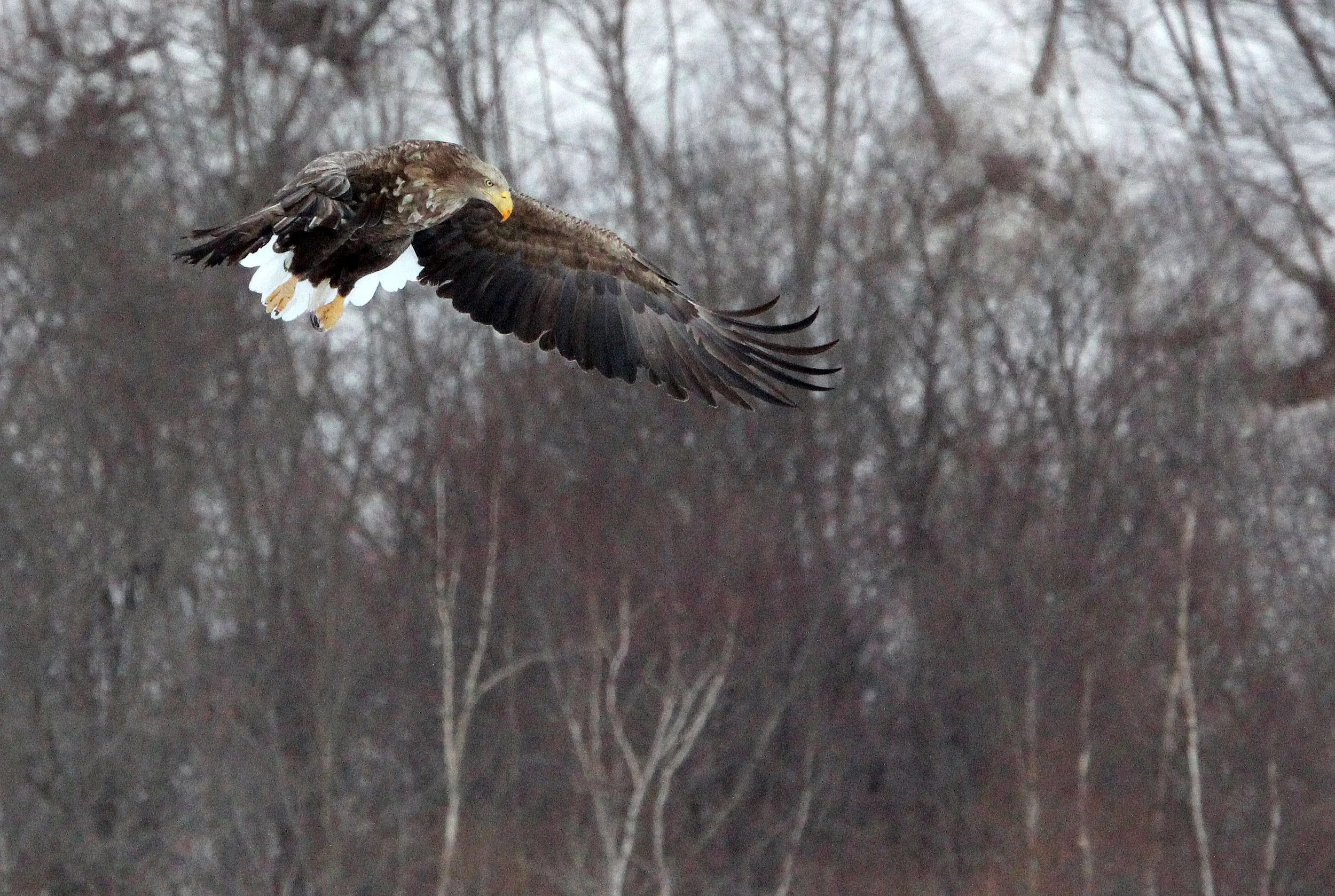 Haliaeetus albicilla - WHITE-TAILED EAGLE - AKAN INTERNATIONAL CRANE CENTER - HOKKAIDO JAPAN (100).JPG