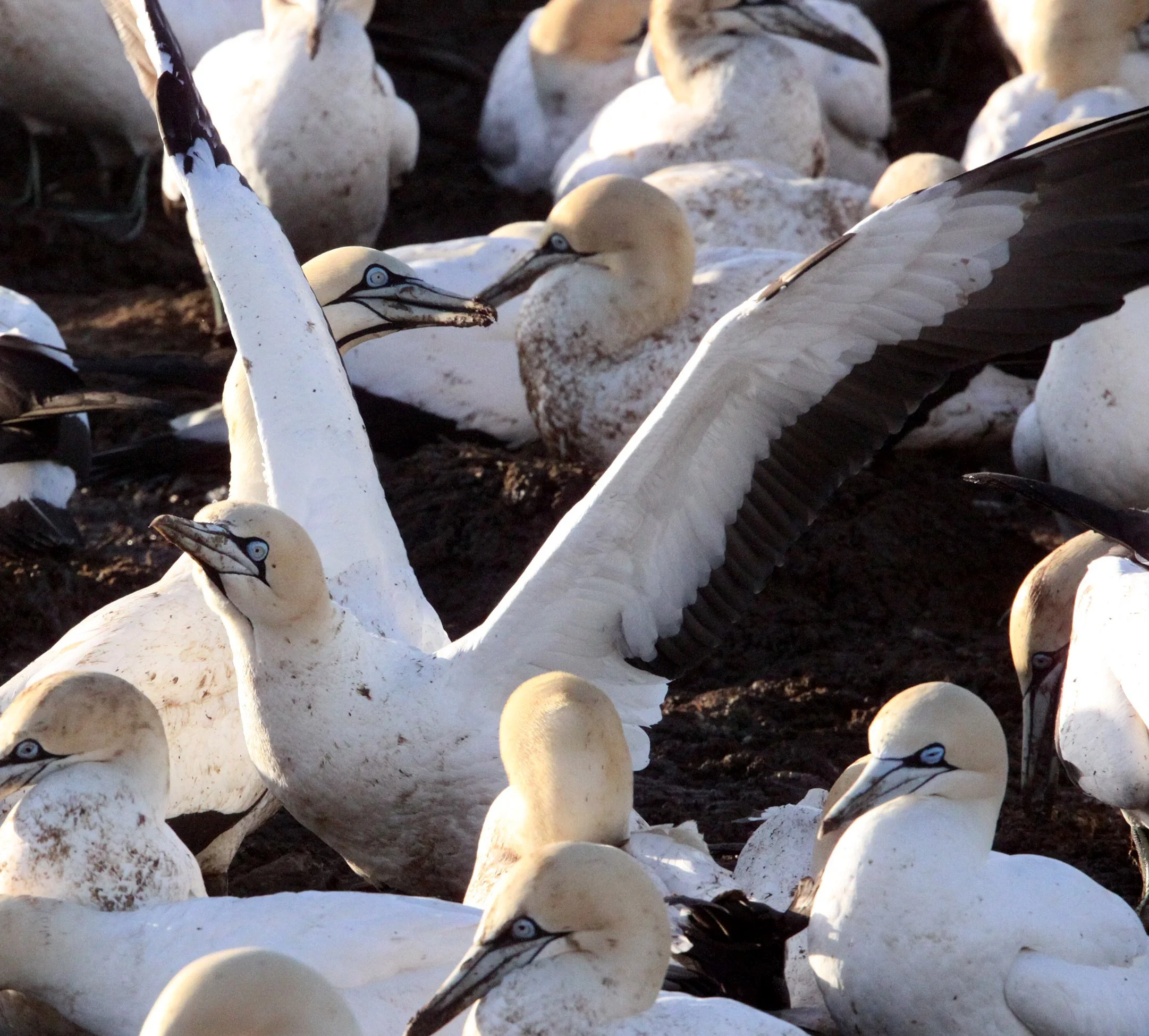 Cape gannet (Morus capensis) Lambert's Bay South Africa (3).JPG
