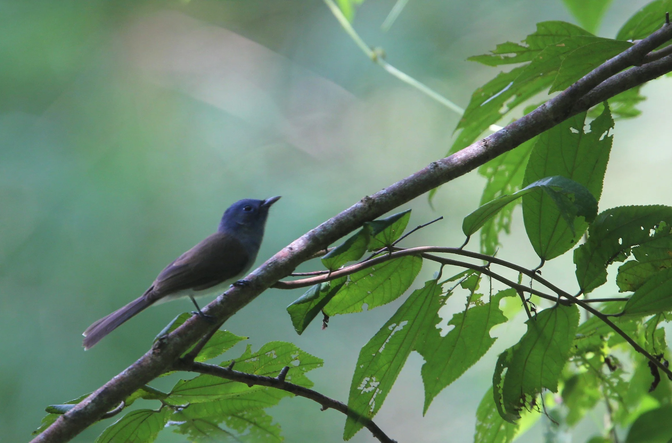 MONARCH - BLACK-NAPED MONARCH - Kanchanaburi.jpg