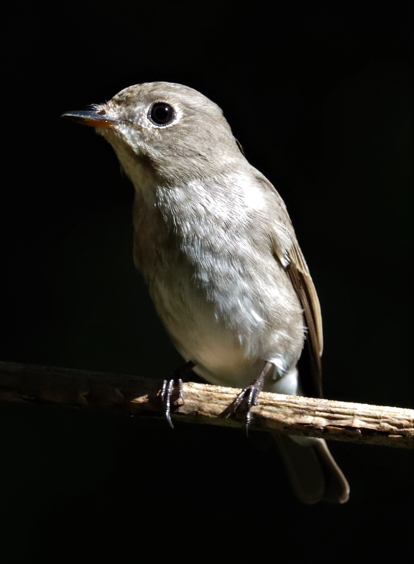 FLYCATCHER - ASIAN BROWN FLYCATCHER - Muscicapa dauurica - WAT THAM PRATHUN CHONBURI (6).jpg