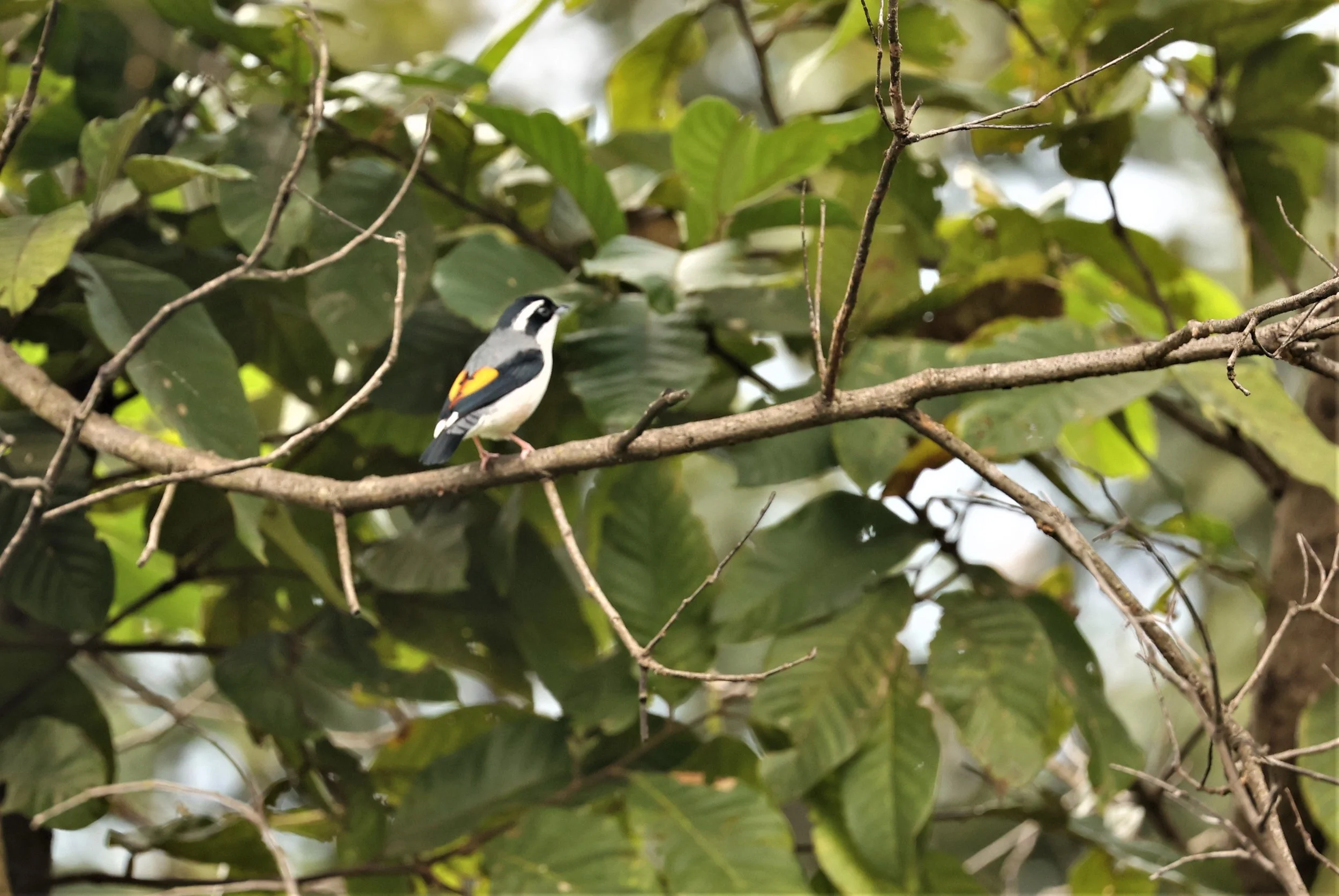 Blythe's Shrike Babbler (Pteruthius aeralatus) Kiew Lom Campground Doi Pha Hom Pok NP Thailand (9).jpg