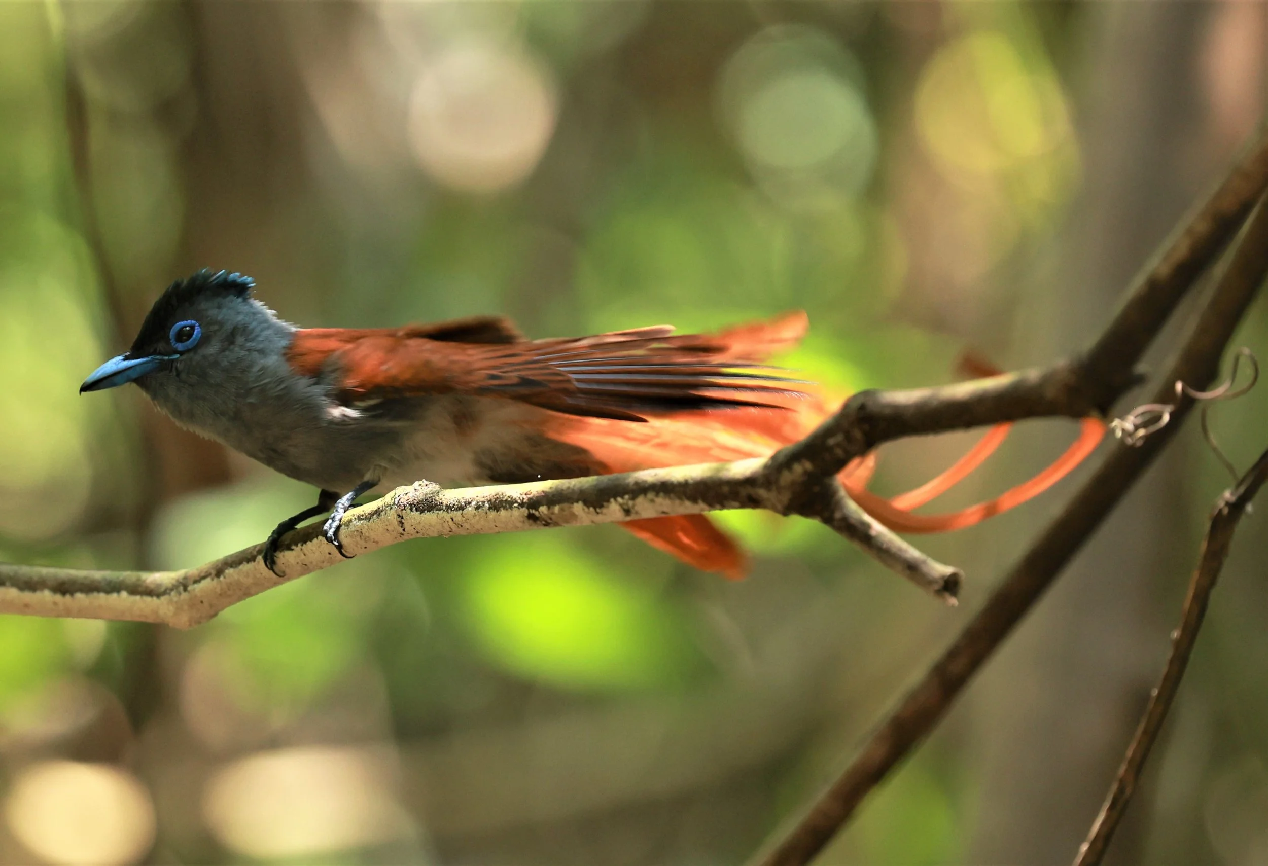 PARADISE-FLYCATCHER - BLYTH'S PARADISE-FLYCATCHER - Terpsiphone affinis - KRUNG CHING, KHAO LUANG NATIONAL PARK, THAILAND APRIL 2023 (12).jpg