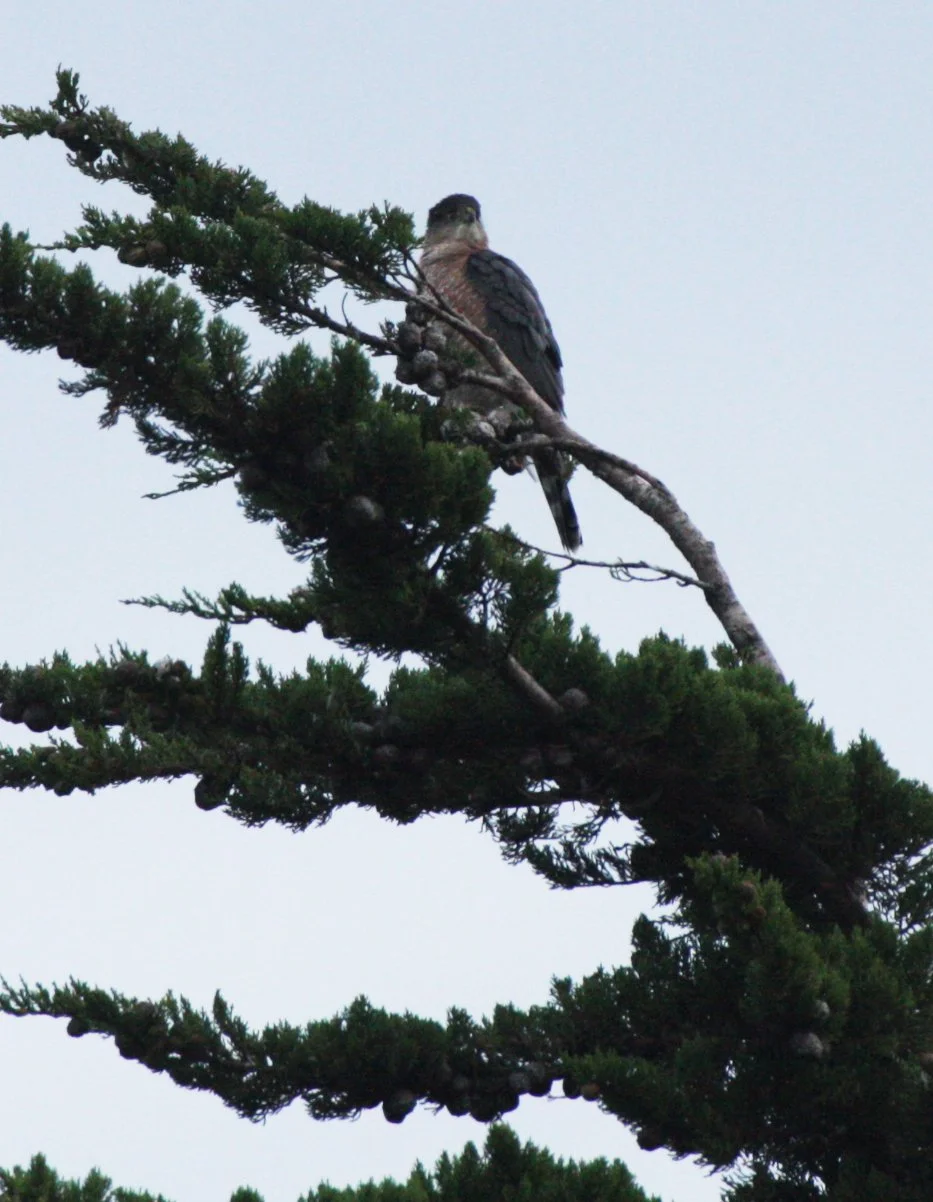 Accipiter cooperii - COOPERS HAWK - SEQUIM PRAIRIE (7).JPG