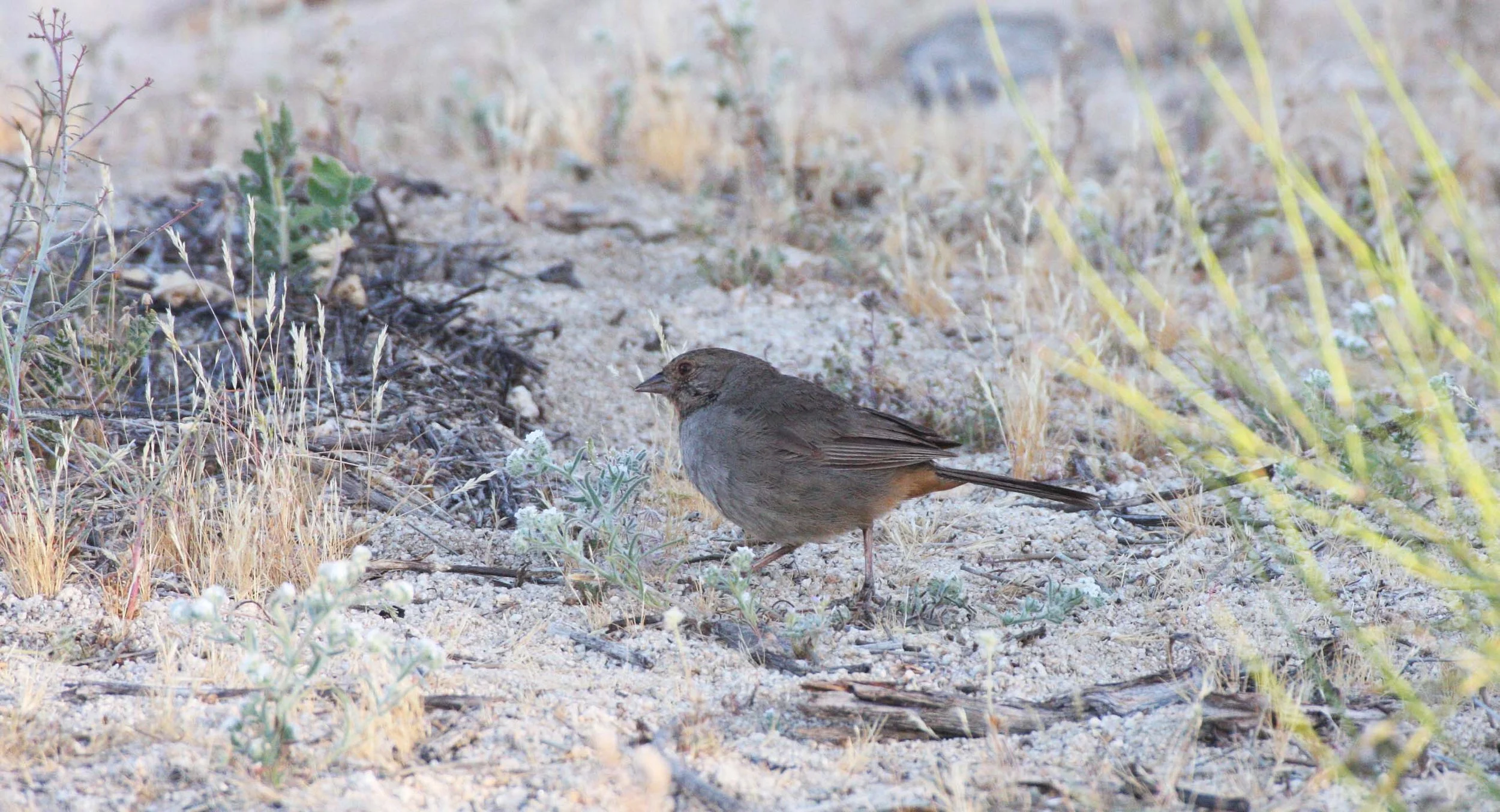 California Towhee (Pipilo crissalis) Catavina Desert Baja Mexico (8).JPG