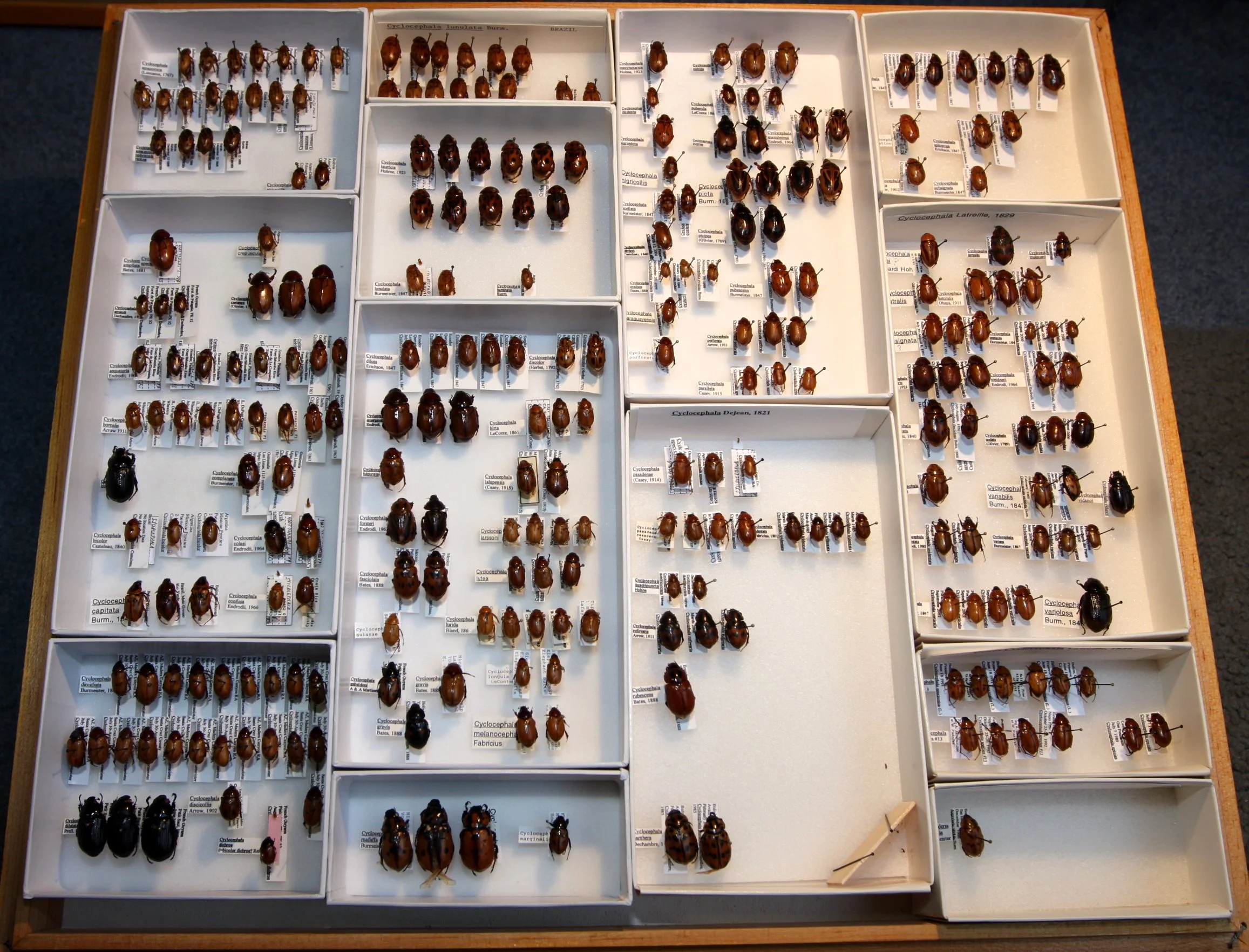 Dynastinae Cyclocephalus.JPG