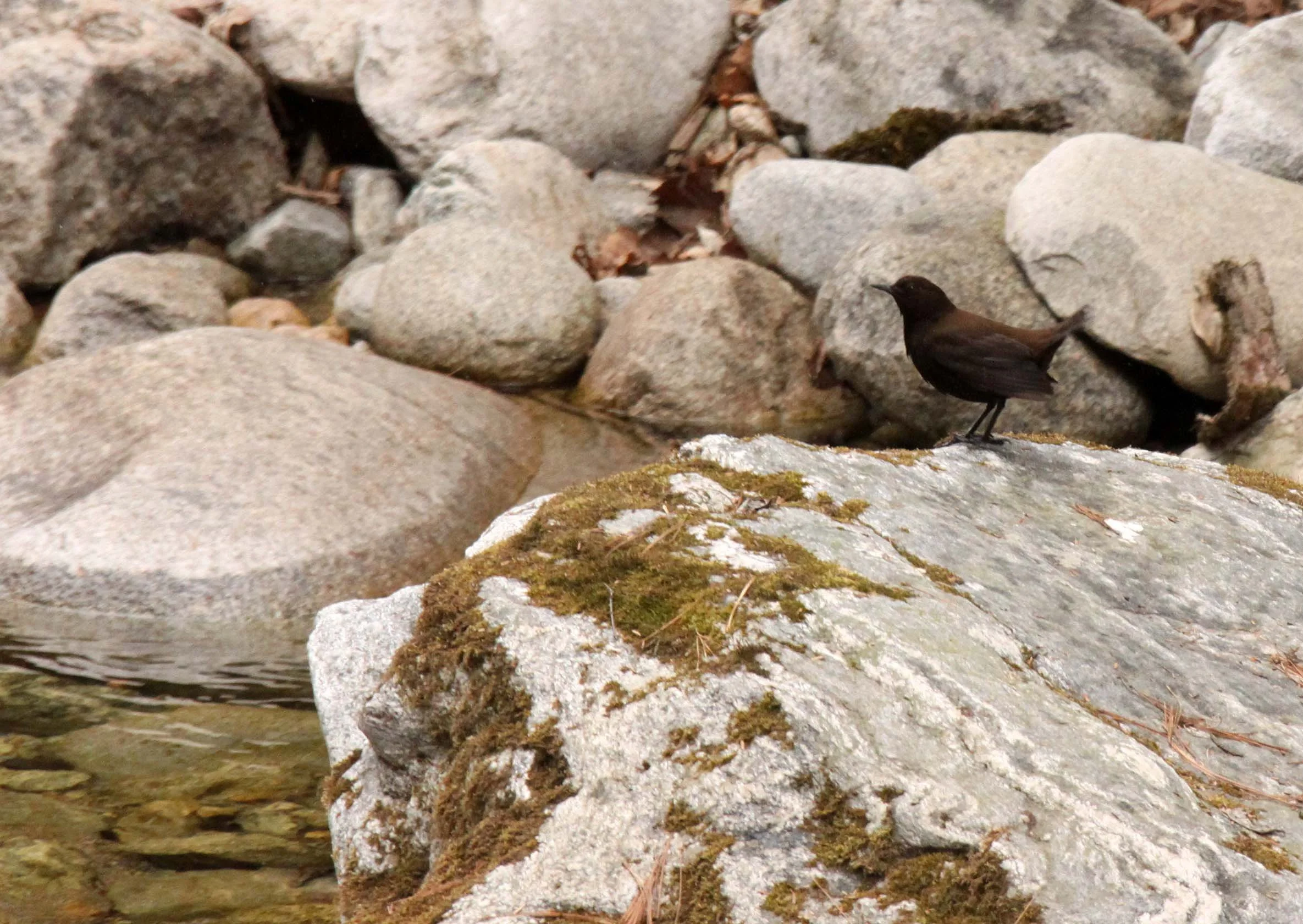 Brown dipper (Cinclus pallasii) Foping Nature Reserve Shaanxi China (15).JPG