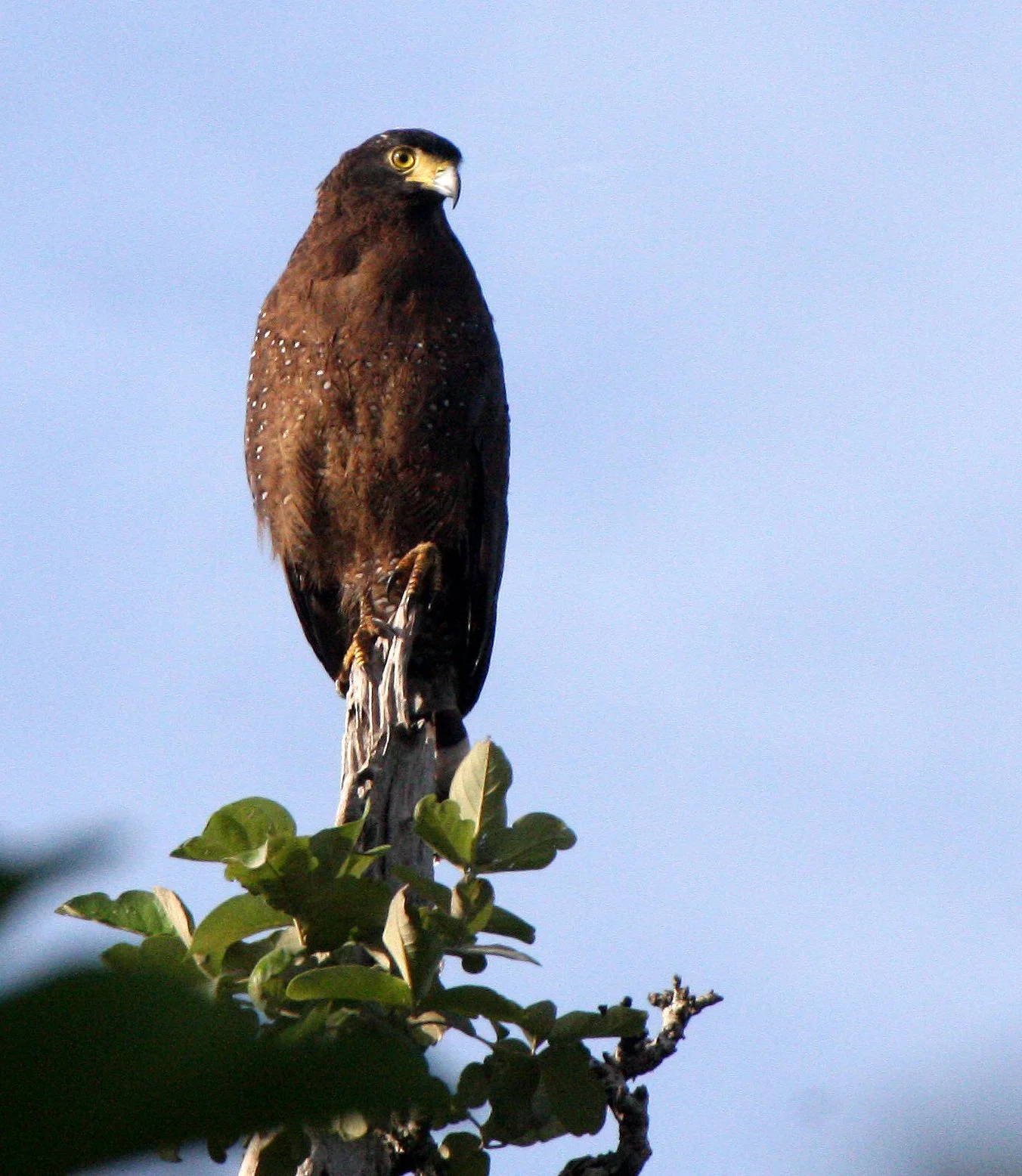 EAGLE - CRESTED SERPENT EAGLE - Spilornis cheela - HUAI KHA KHAENG THAILAND (15).JPG