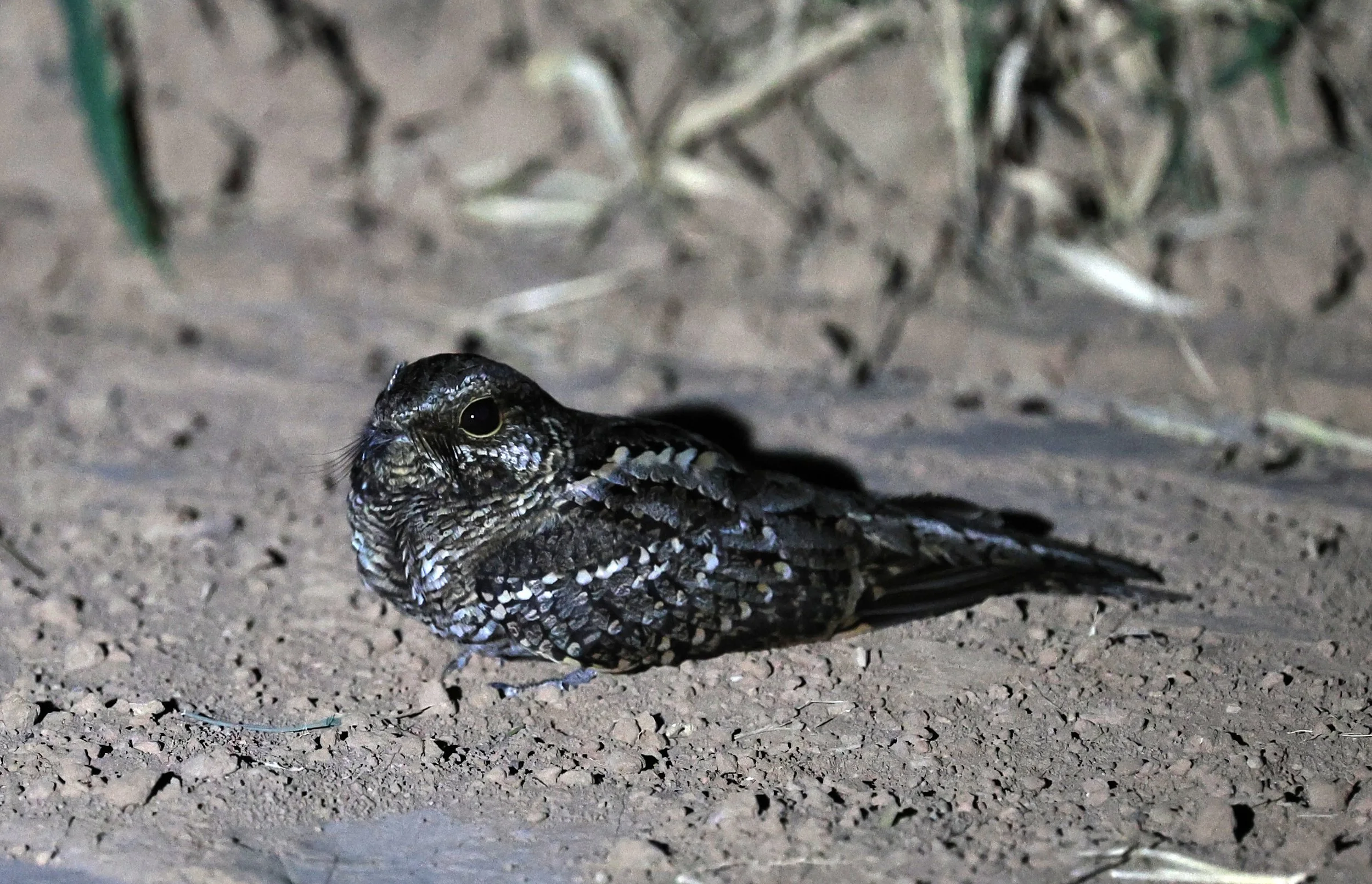 Scissor-tailed Nightjar (Hydropsalis torquata) female - Fortin Toledo Paraguay 