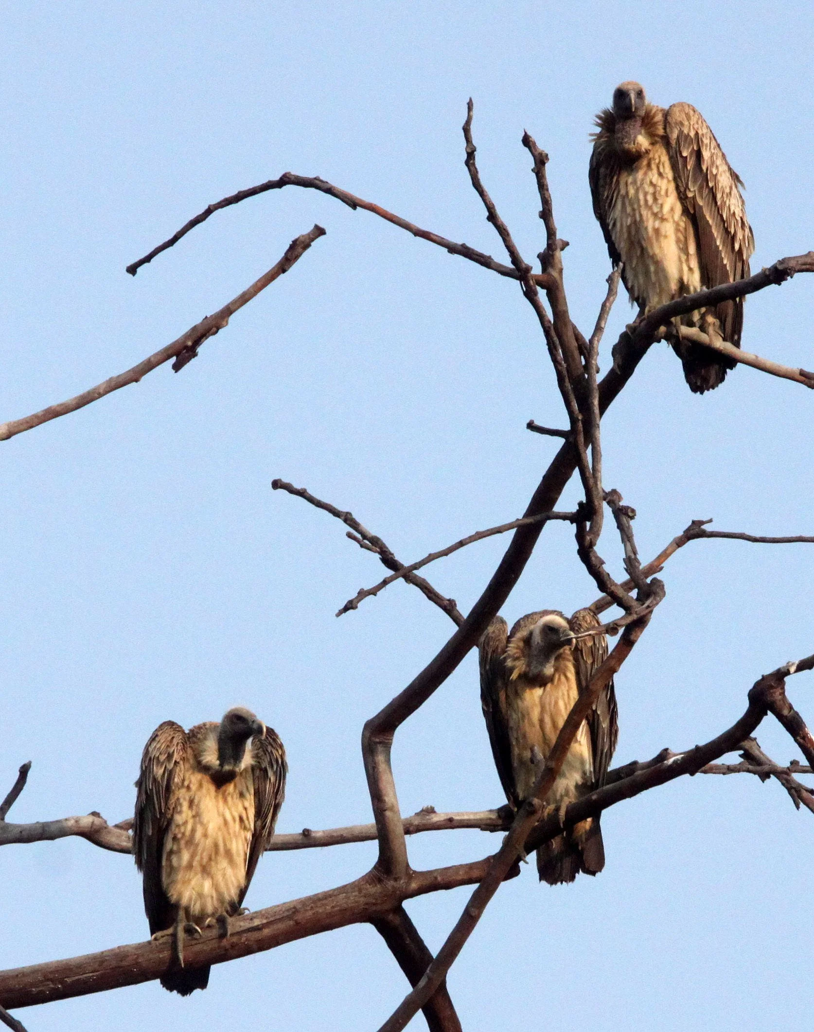 Gyps indicus - LONG-BILLED VULTURE - BANDHAVGAR NATIONAL PARK INDIA (16).JPG