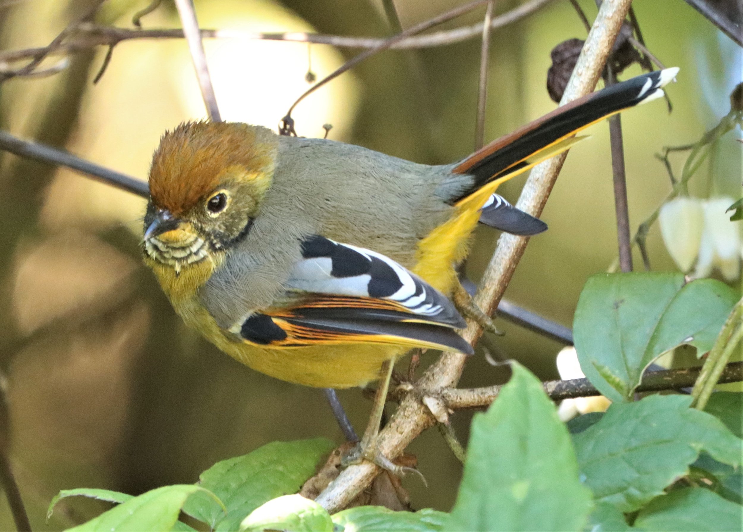 MINLA - CHESTNUT-TAILED MINLA - Minla strigula - DOI INTHANON SUMMIT (3).jpg
