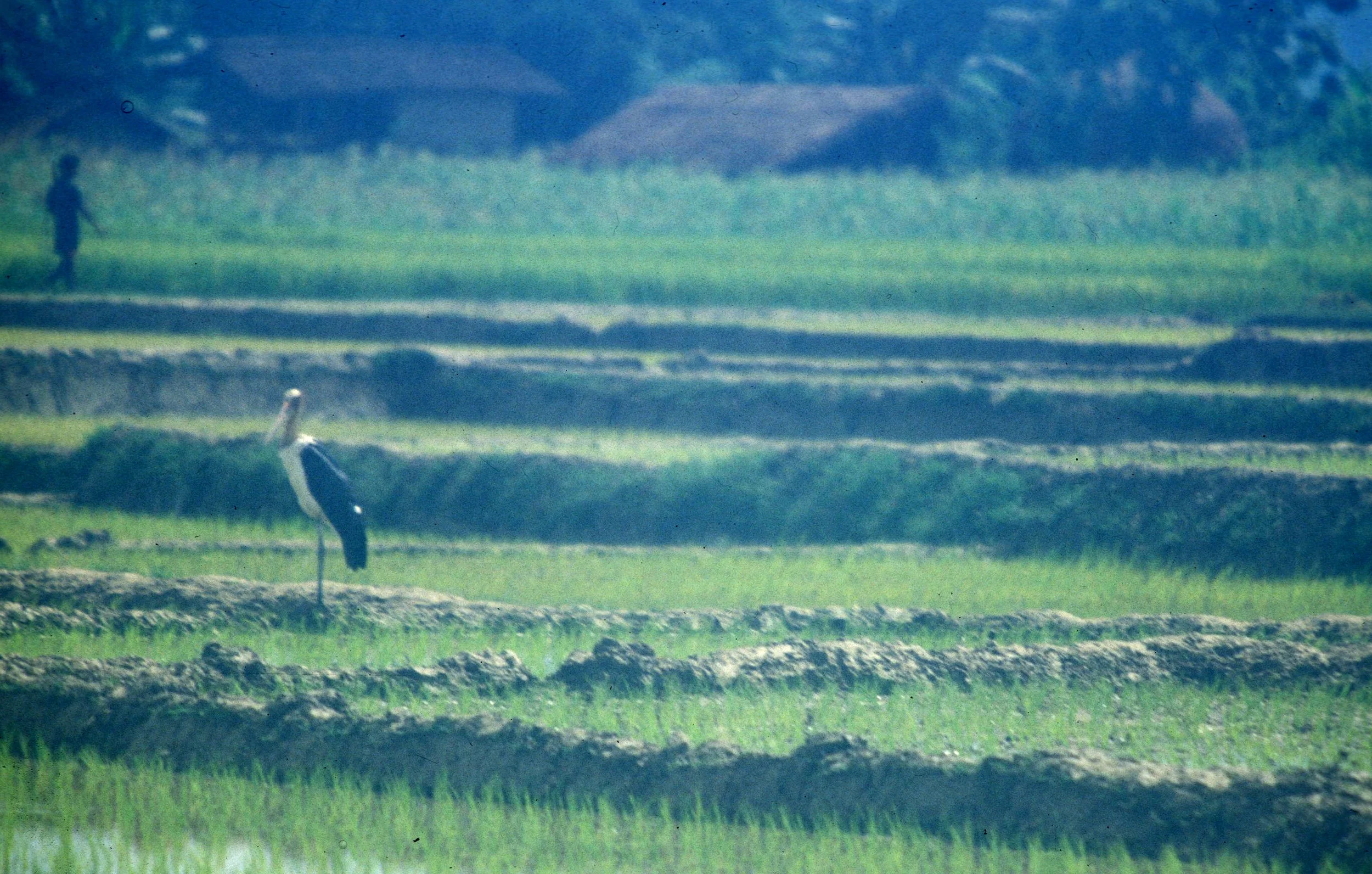 BIRD - STORK - ADJUTANT STORK - KALEODEO INDIA.jpg