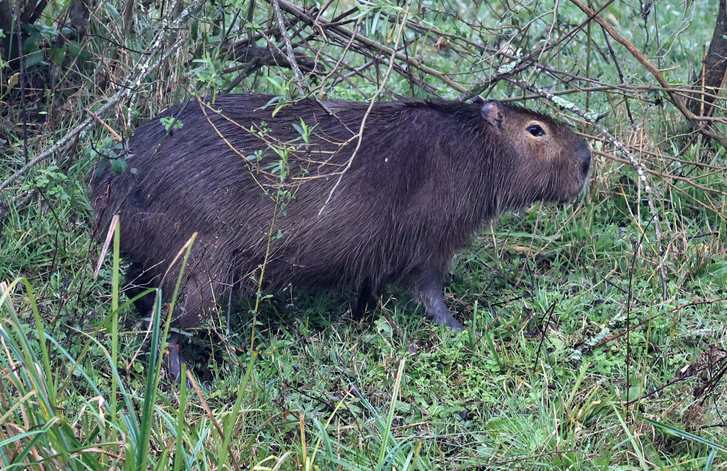 Capybara (Hydrochoerus hydrochaeris) were not common in the wetlands the day I visited.  I do suspect they are more common normally but the weather being as cold as it was might have kept them out of view.