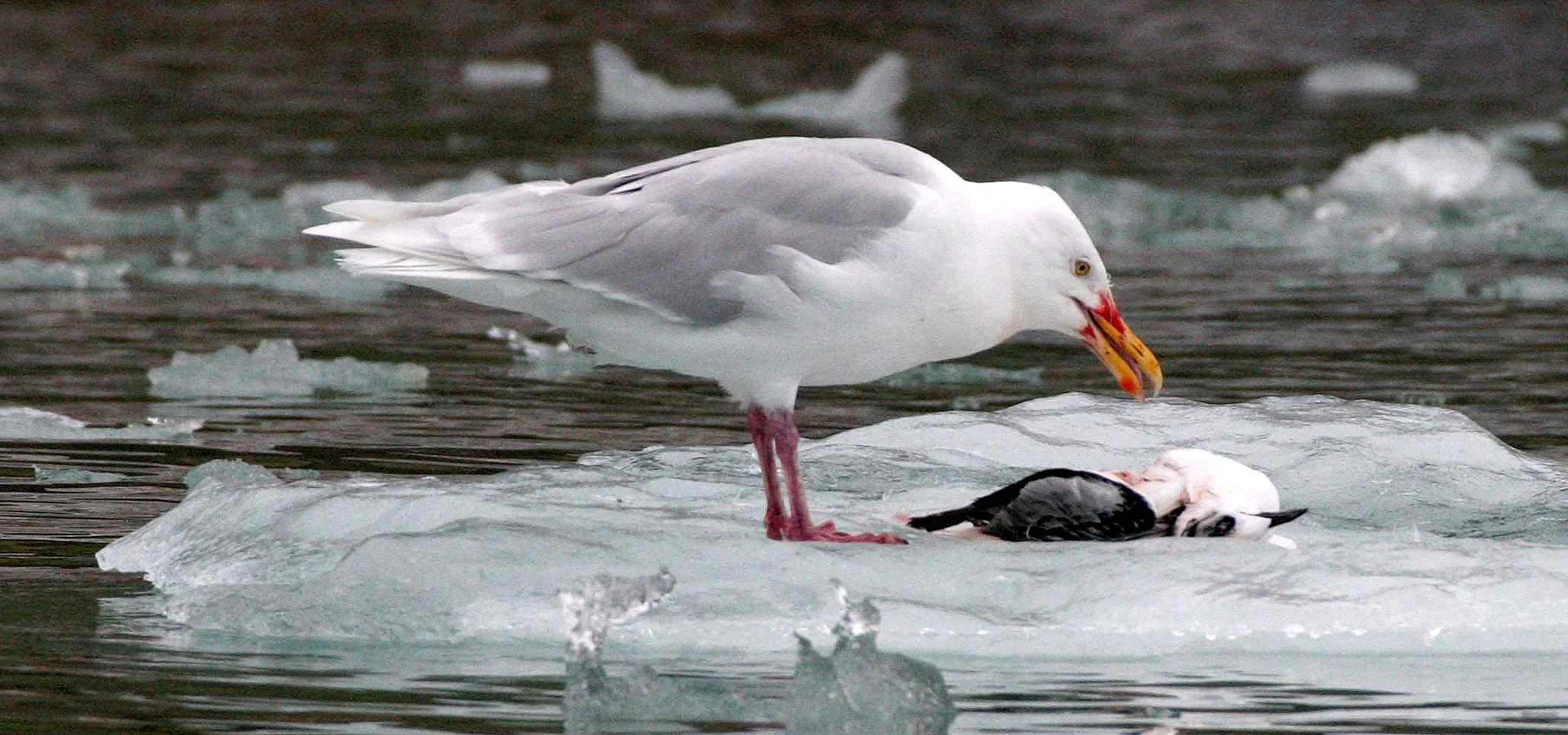BIRD - GULL - GLAUCOUS GULL - SVALBARD (6).jpg