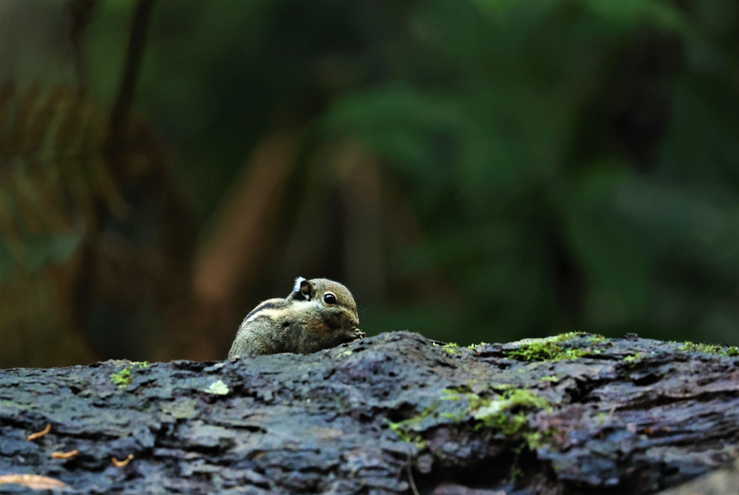 Tamiops mcclellandii - HIMALAYAN STRIPED SQUIRREL - BUKIT TINGGI MALAYSIA JUNE 2022 (7).jpg