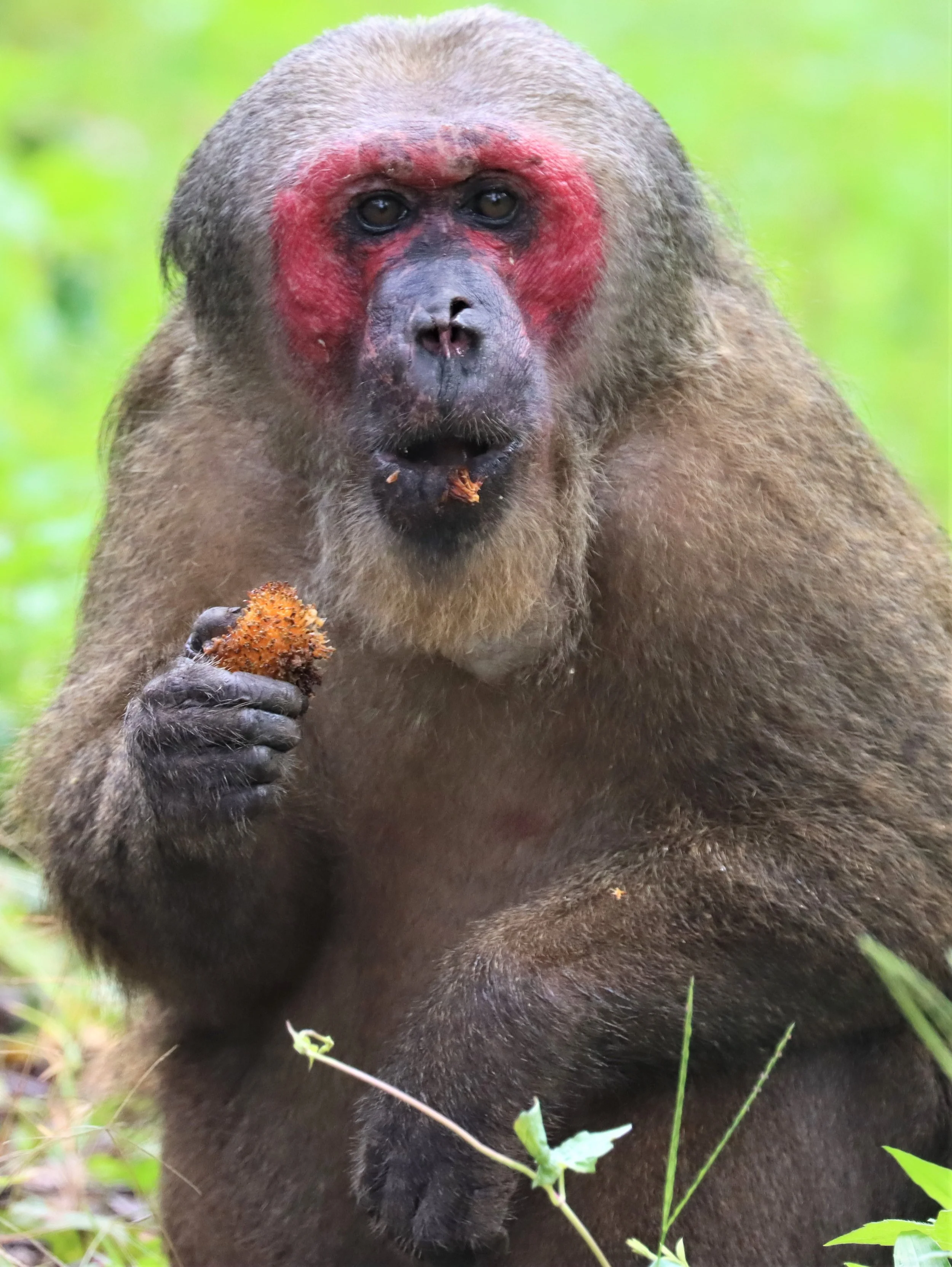 Stump-tailed macaque (Macaca arctoides) 