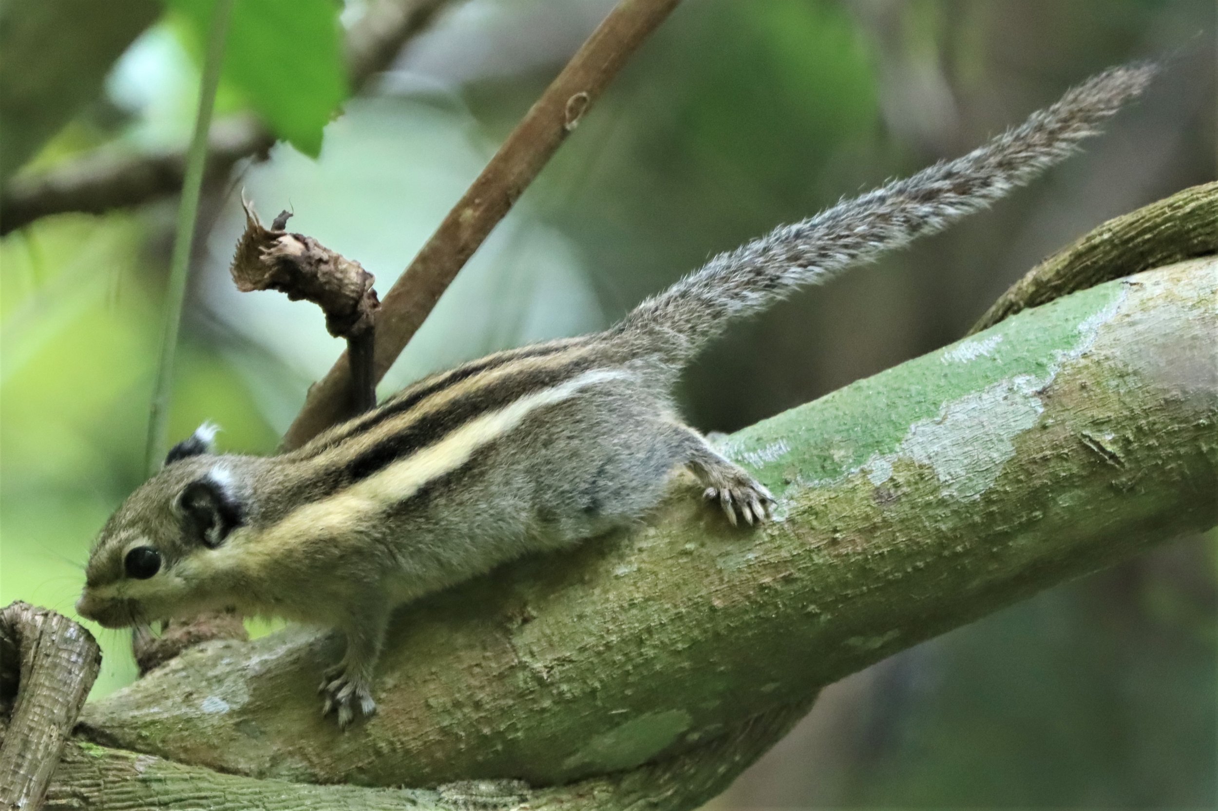 Tamiops mcclellandii - WESTERN STRIPED SQUIRREL - DOI INTHANON JULY 2 2021 (4).jpg