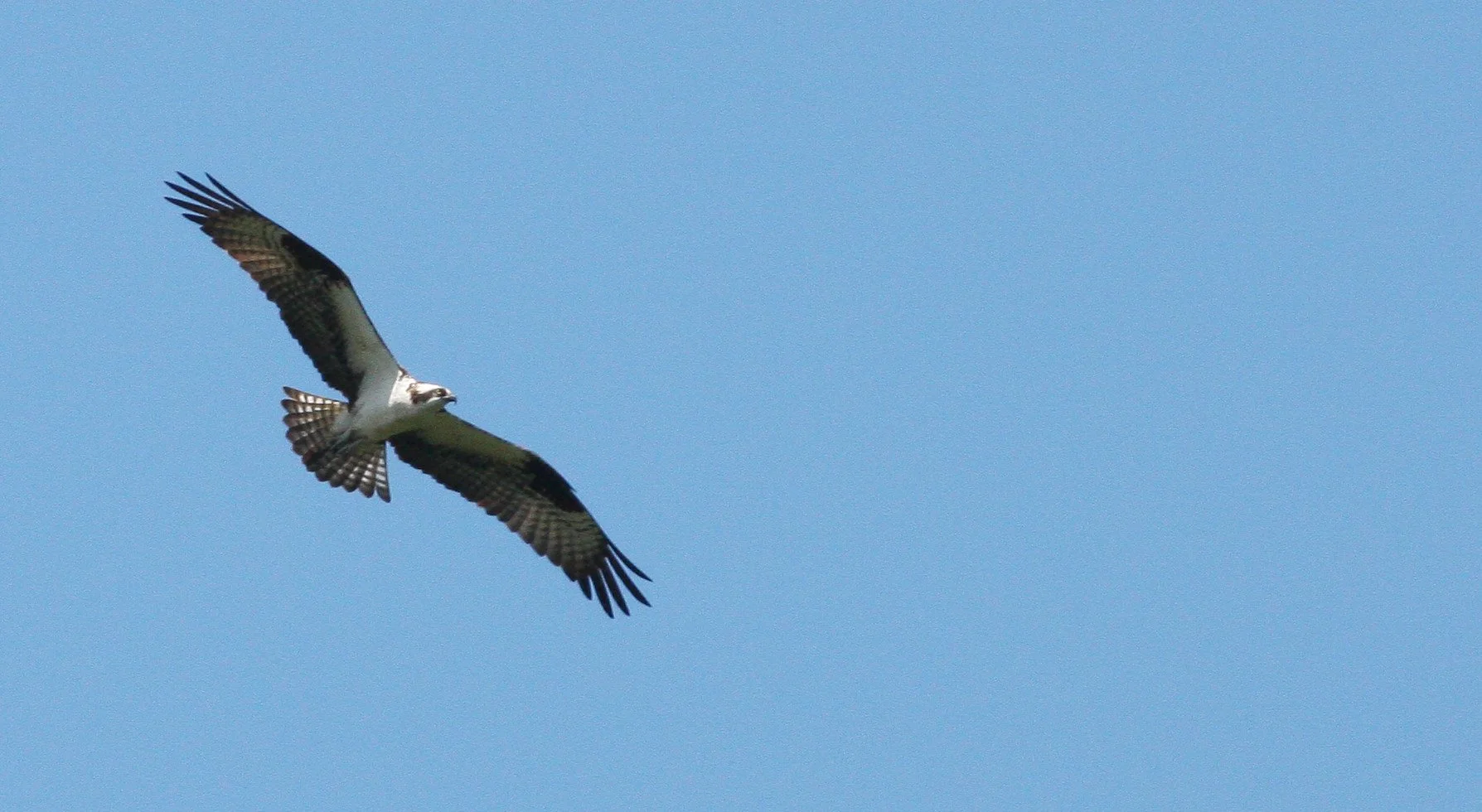 Pandion haliaetus - OSPREY - RIDGEFIELD NWR WA (20).JPG