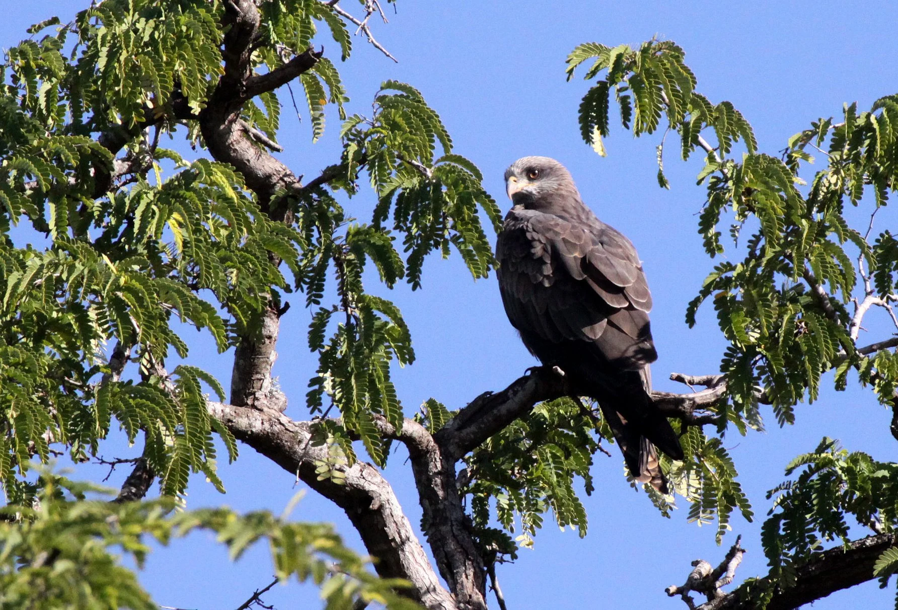 Milvus aegyptius parasitus - YELLOW-BILLED KITE - BERENTY RESERVE MADAGASCAR (19).JPG