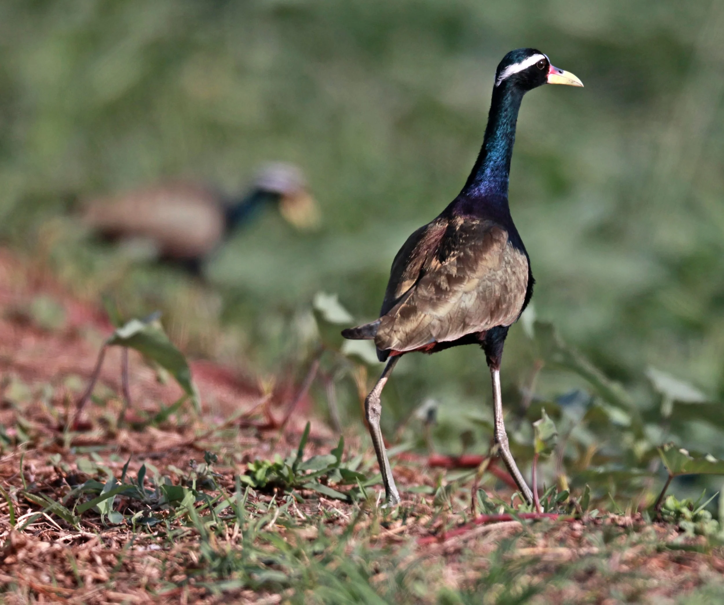 JACANA - BRONZE-WINGED JACANA - Metopidius indicus - THAP YAO RICE FIELDS LAT KRABANG 23 November 2024 (27).jpg