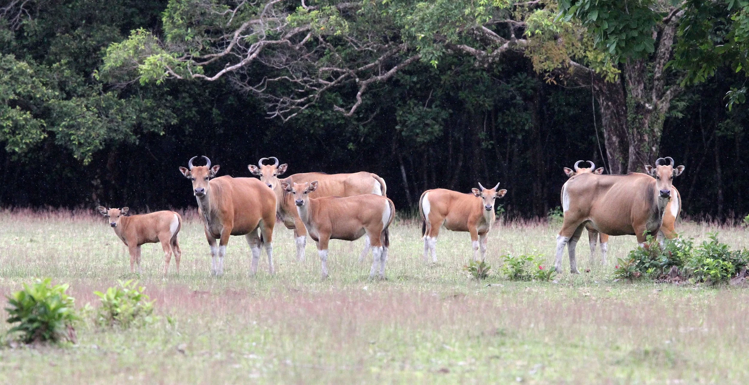 BANTENG - JAVA BANTENG - Bos javanicus javanicus - UJUNG KULON NATIONAL PARK JAVA BARAT INDONESIA (39).JPG