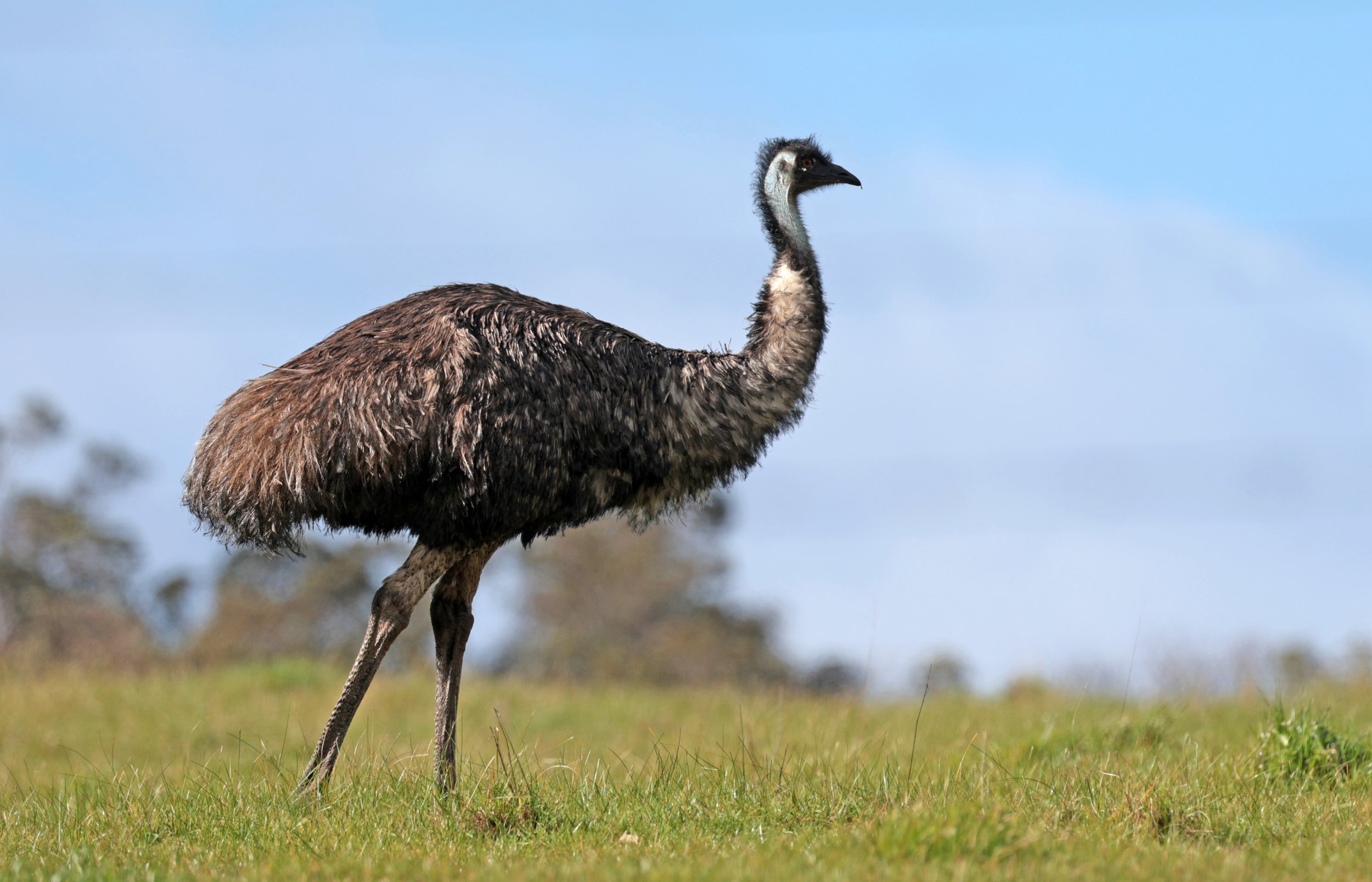 Emu (Dromaius novaehollandiae) Mt Frankland NP - Western Australia (37).jpg