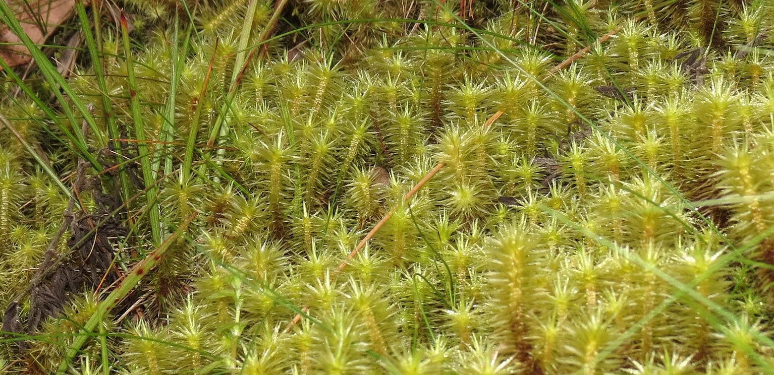 RWENZORI NATIONAL PARK UGANDA (123).JPG