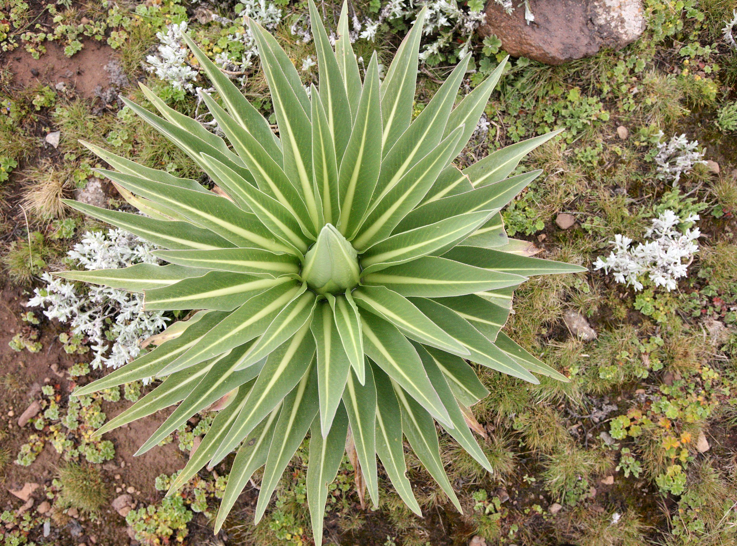 BALE MOUNTAINS NATIONAL PARK ETHIOPIA - SANETTI PLATEAU (36).JPG