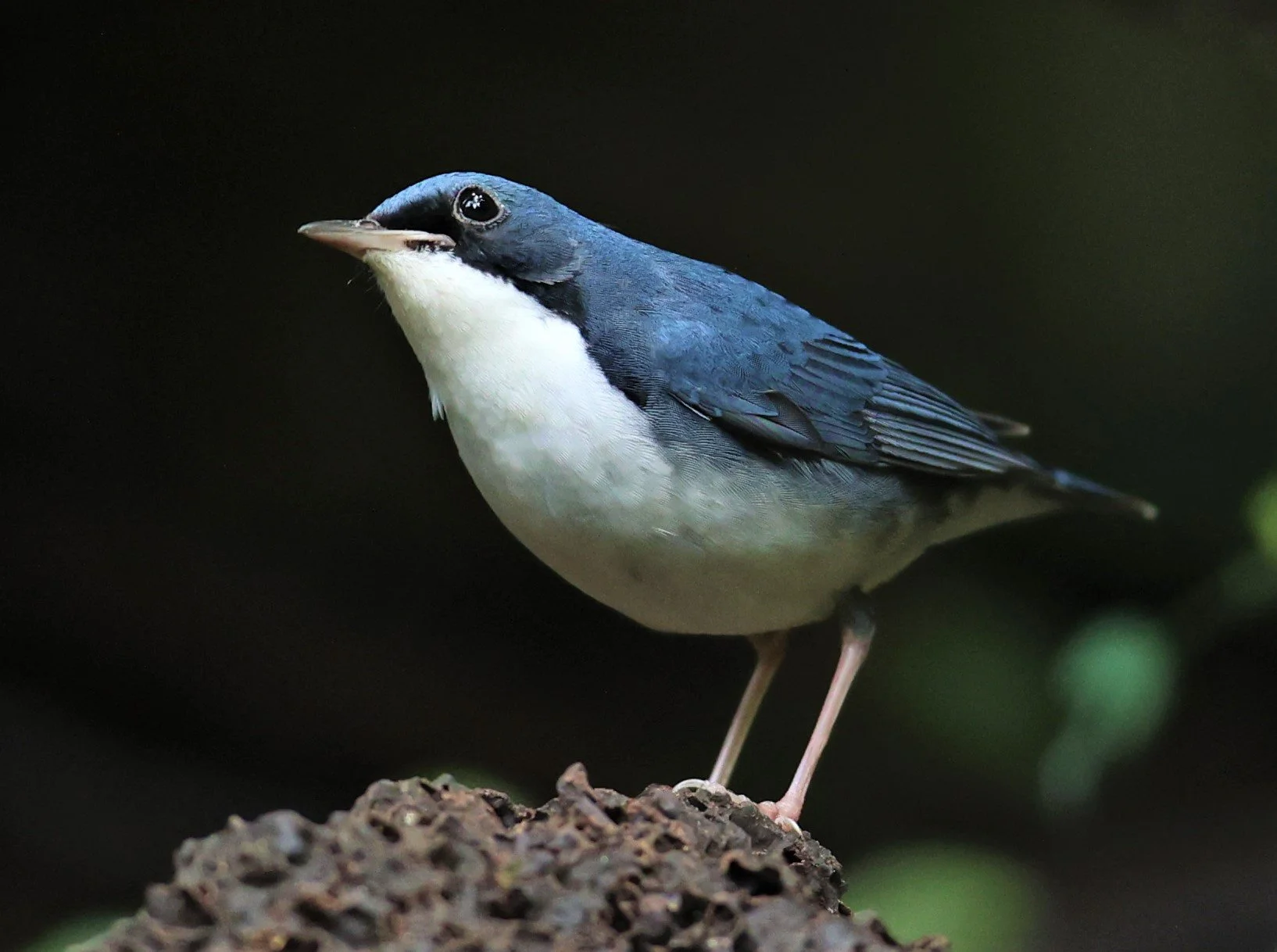 ROBIN - SIBERIAN BLUE ROBIN - Luscinia cyane - DOI INTHANON NP CHIANG MAI, DEC 2021 (7).JPG