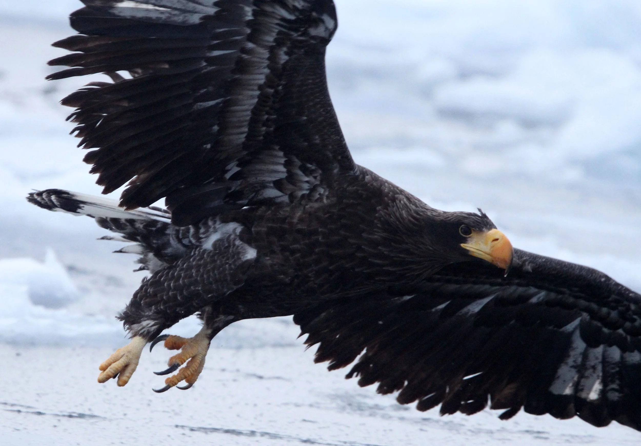 BIRD - EAGLE - STELLER'S SEA EAGLE - RAUSU, SHIRETOKO PENINSULA & NATIONAL PARK, HOKKAIDO JAPAN (81).JPG