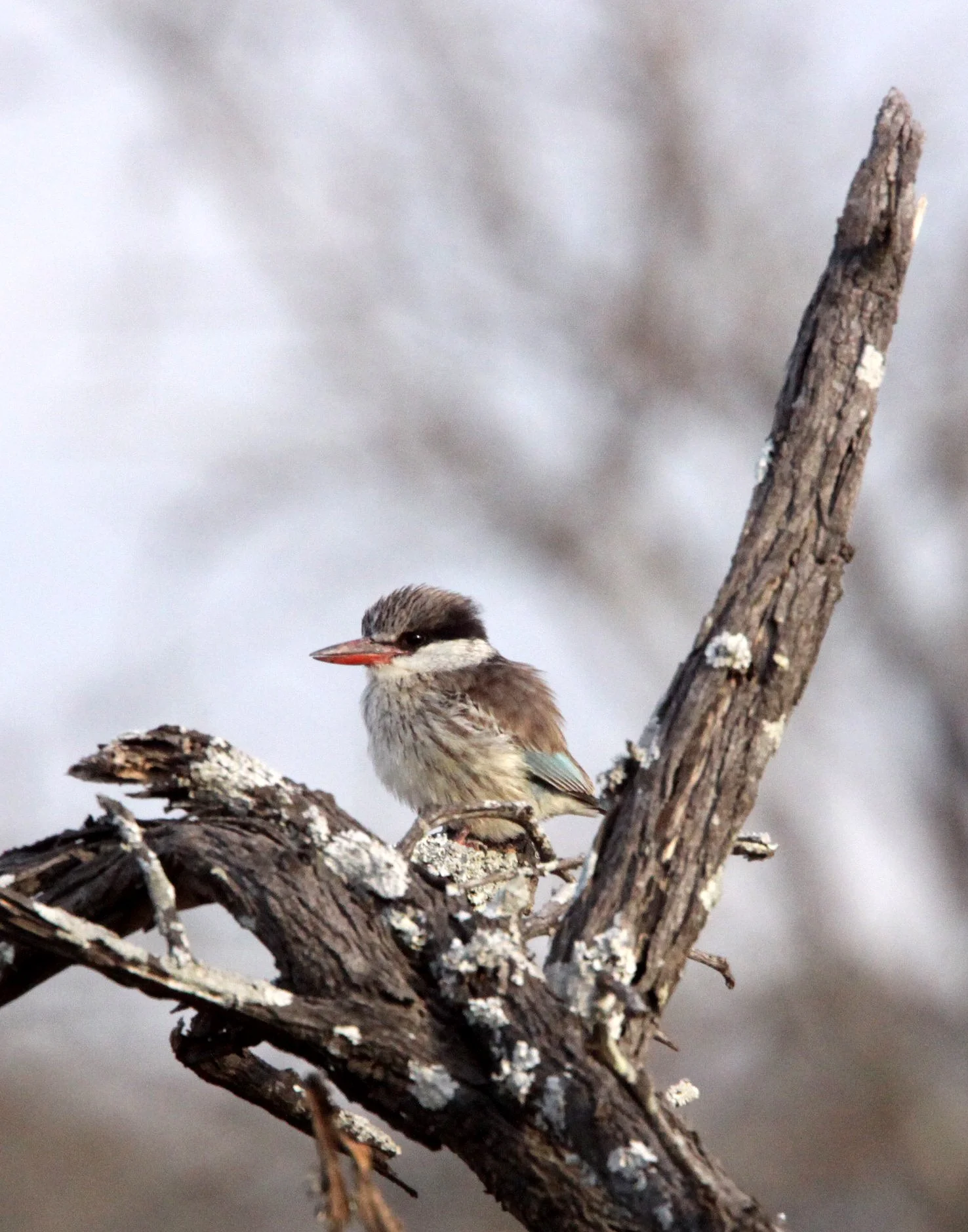 Halcyon chelicuti - STRIPED KINGFISHER - IMFOLOZI NATIONAL PARK SOUTH AFRICA (5).JPG