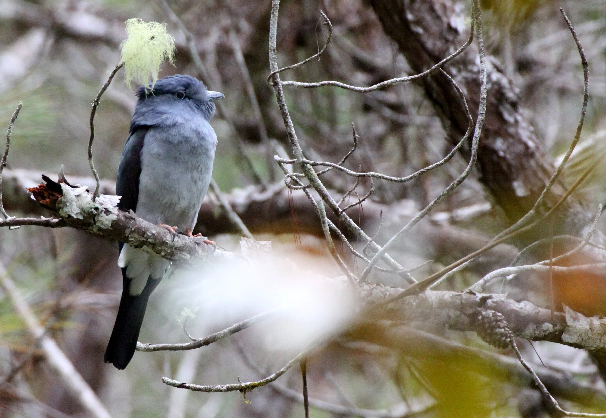 Cuckoo-roller or Courol (Leptosomus discolor) Andisabe NP Madagascar (8).JPG