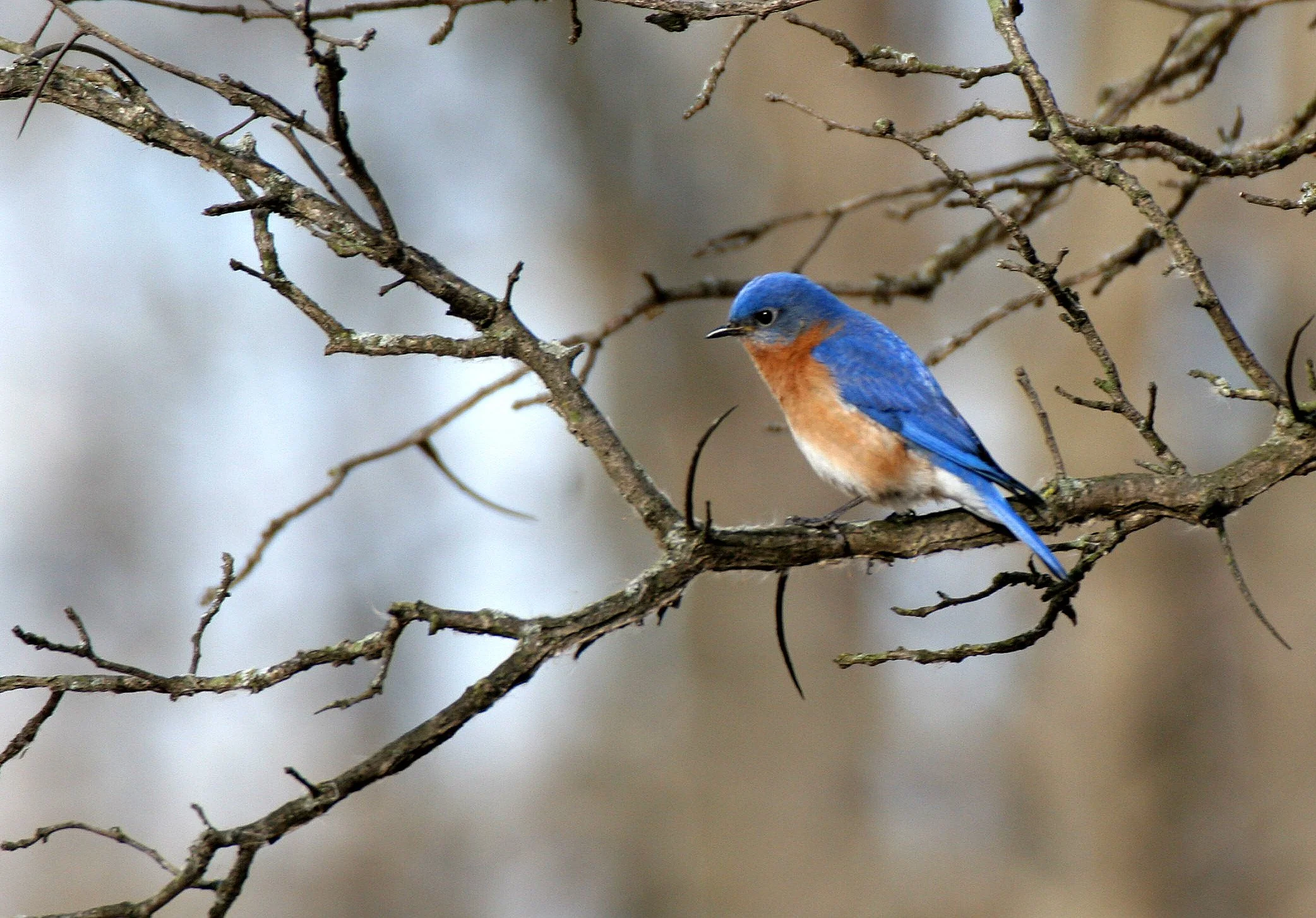 Eastern Bluebird (Sialia sialis) Lincoln Marsh Wheaton Illinois (30).JPG