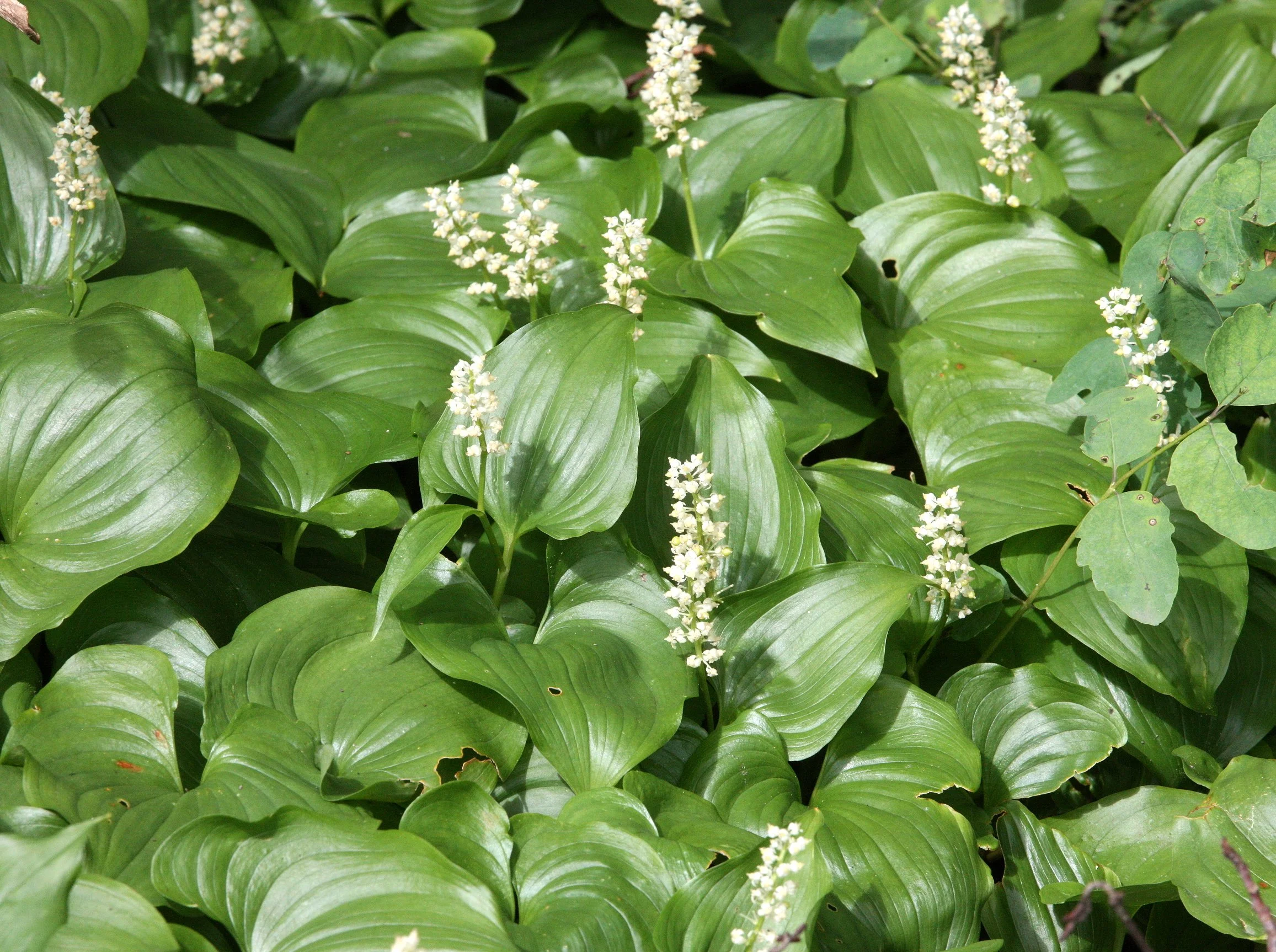 LILIACEAE - FALSE LILLY OF THE VALLEY - THOMPSON'S SOUND BRITISH COLUMBIA (4).JPG