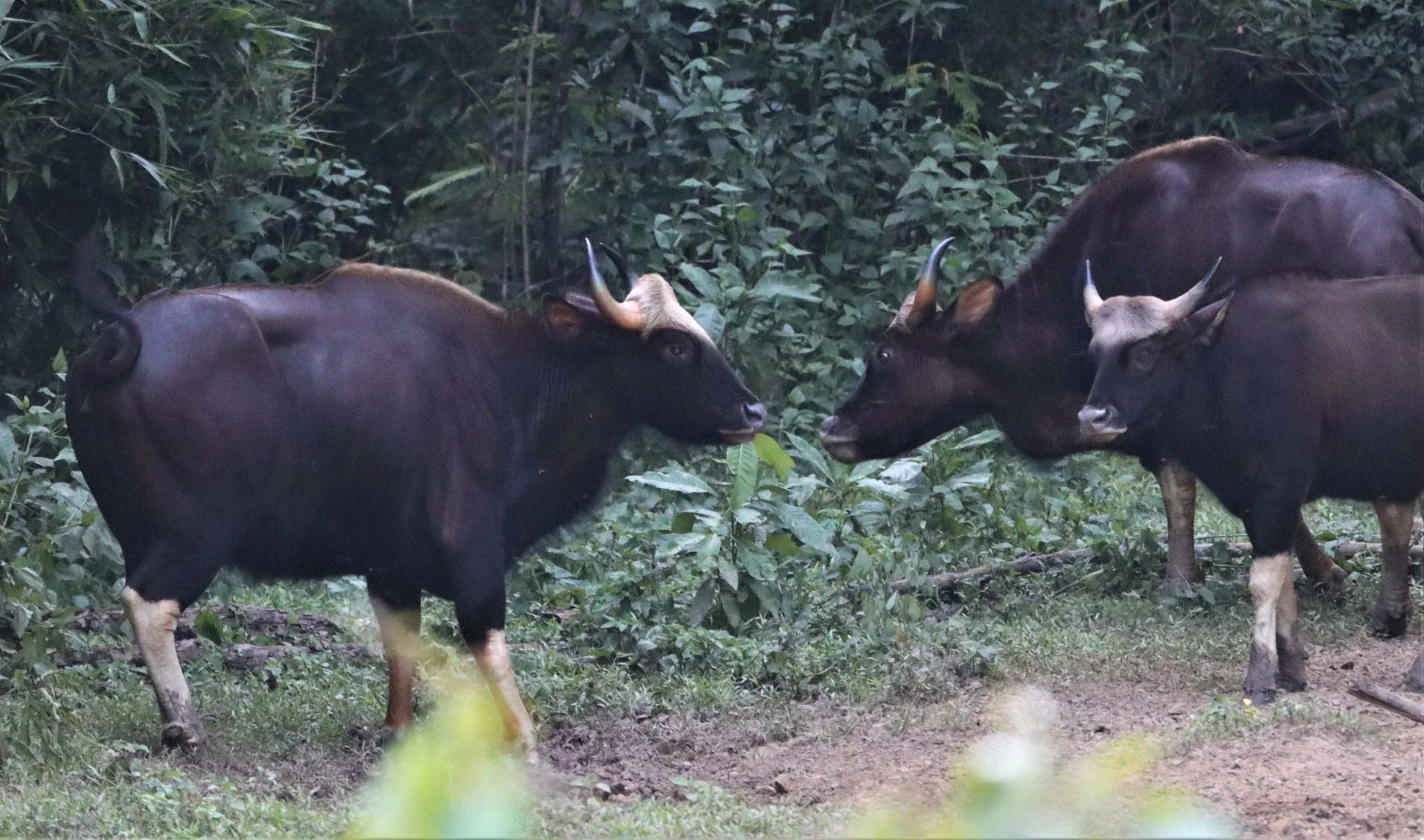 GAUR - SOUTHEAST ASIAN GAUR - Bos gaurus laosiensis - KAENG KRACHAN JUNE 2021 (66).jpg