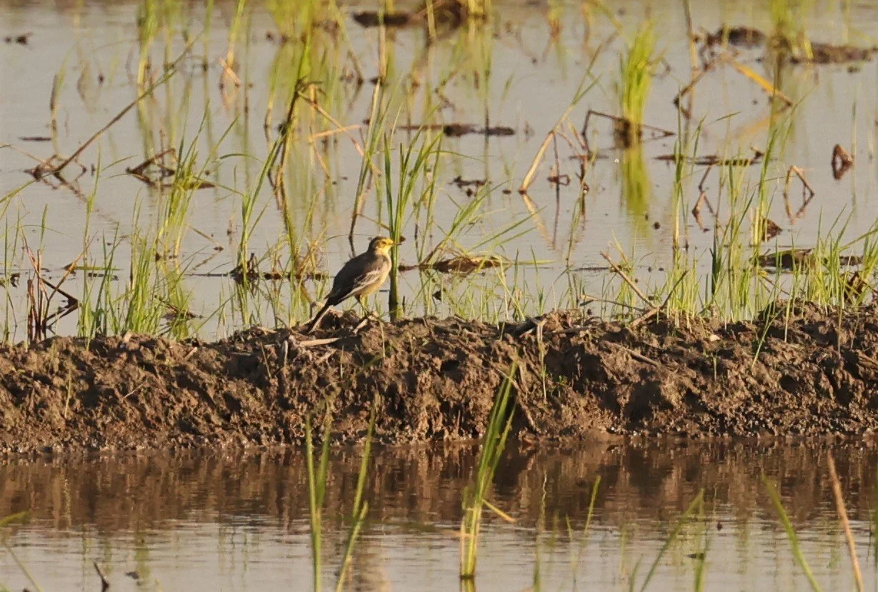 CITRINE WAGTAIL - Motacilla citreola - TATHORN RICEFIELDS CHIANG MAI FEB 2022 (38).jpg